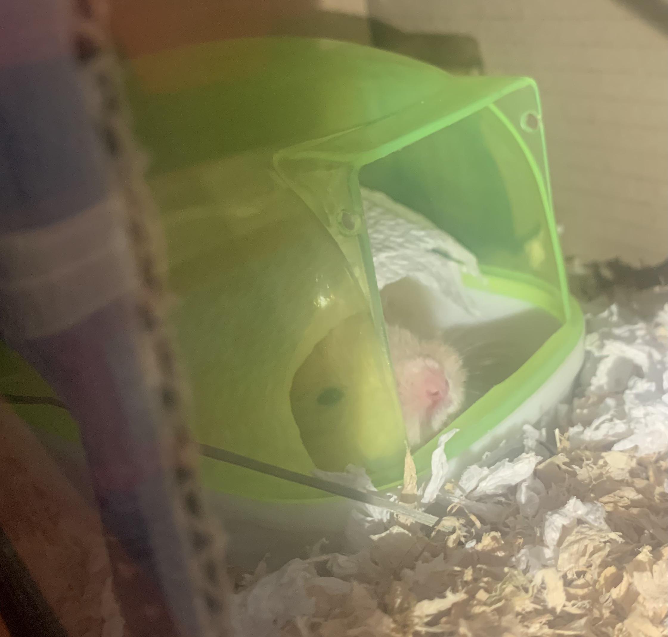 My hamster used a sheet of paper napkin as his “blanket” r/hamsters