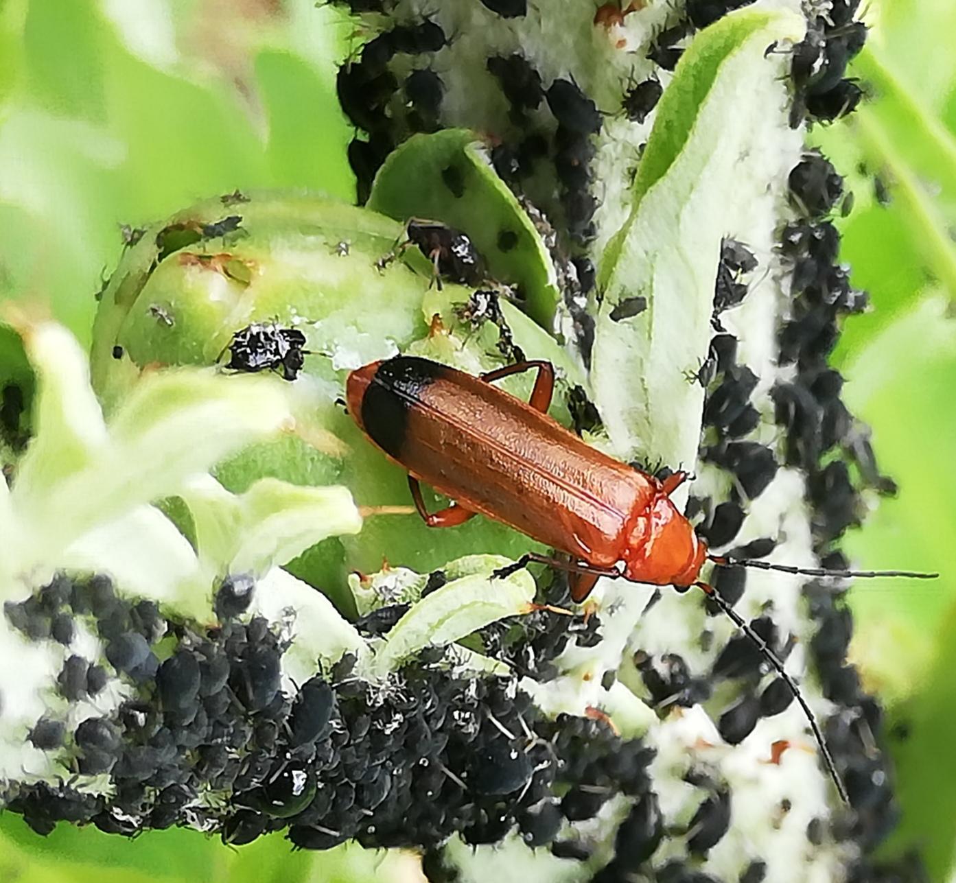 Common Red Soldier beetle on globe artichoke that likes aphids to eat