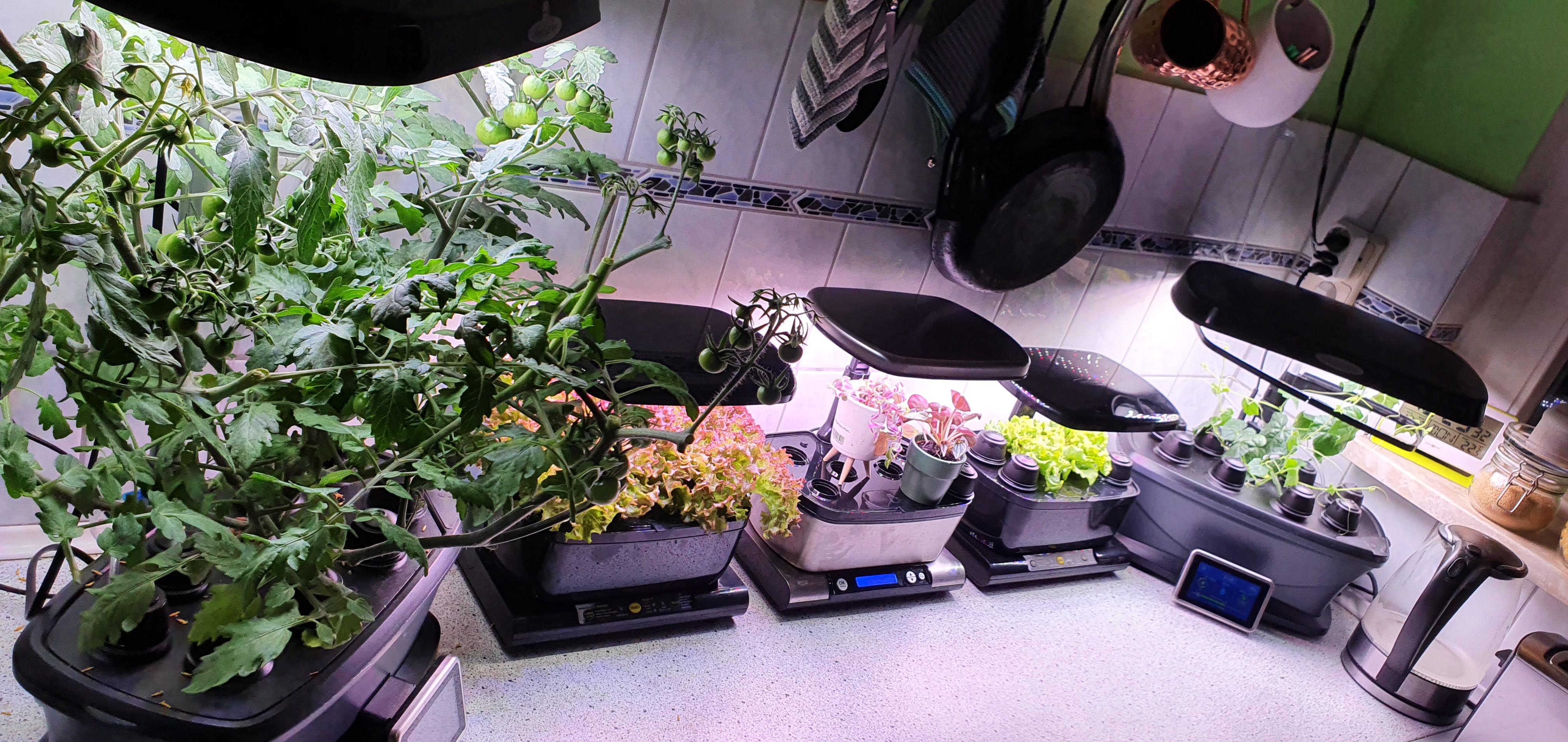 Aerogarden's hanging out in my kitchen aerogarden