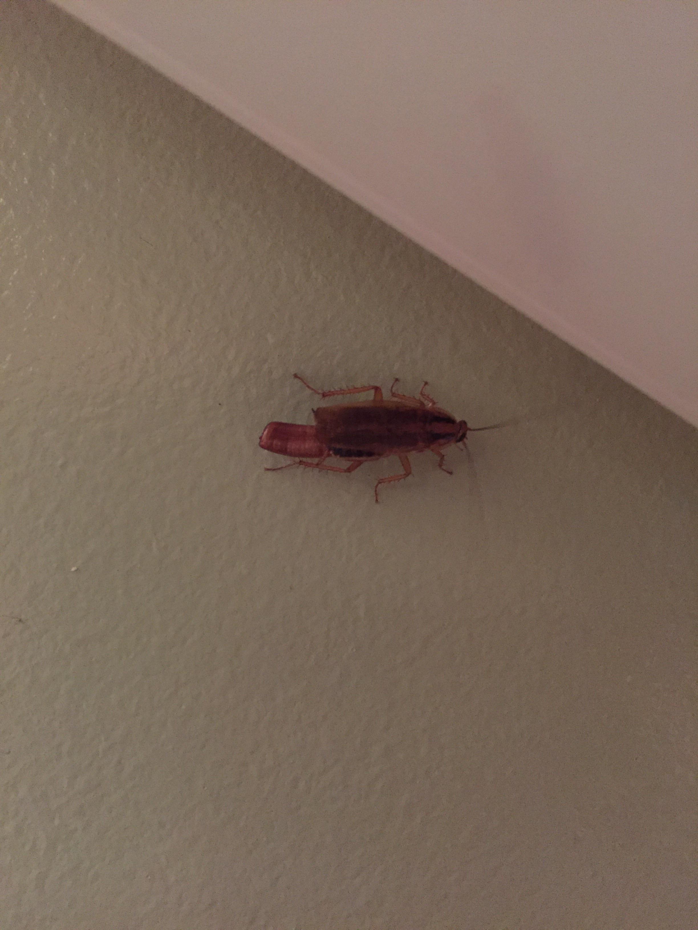 Crawling on my friend’s wall. She asked me if it was a cockroach, I