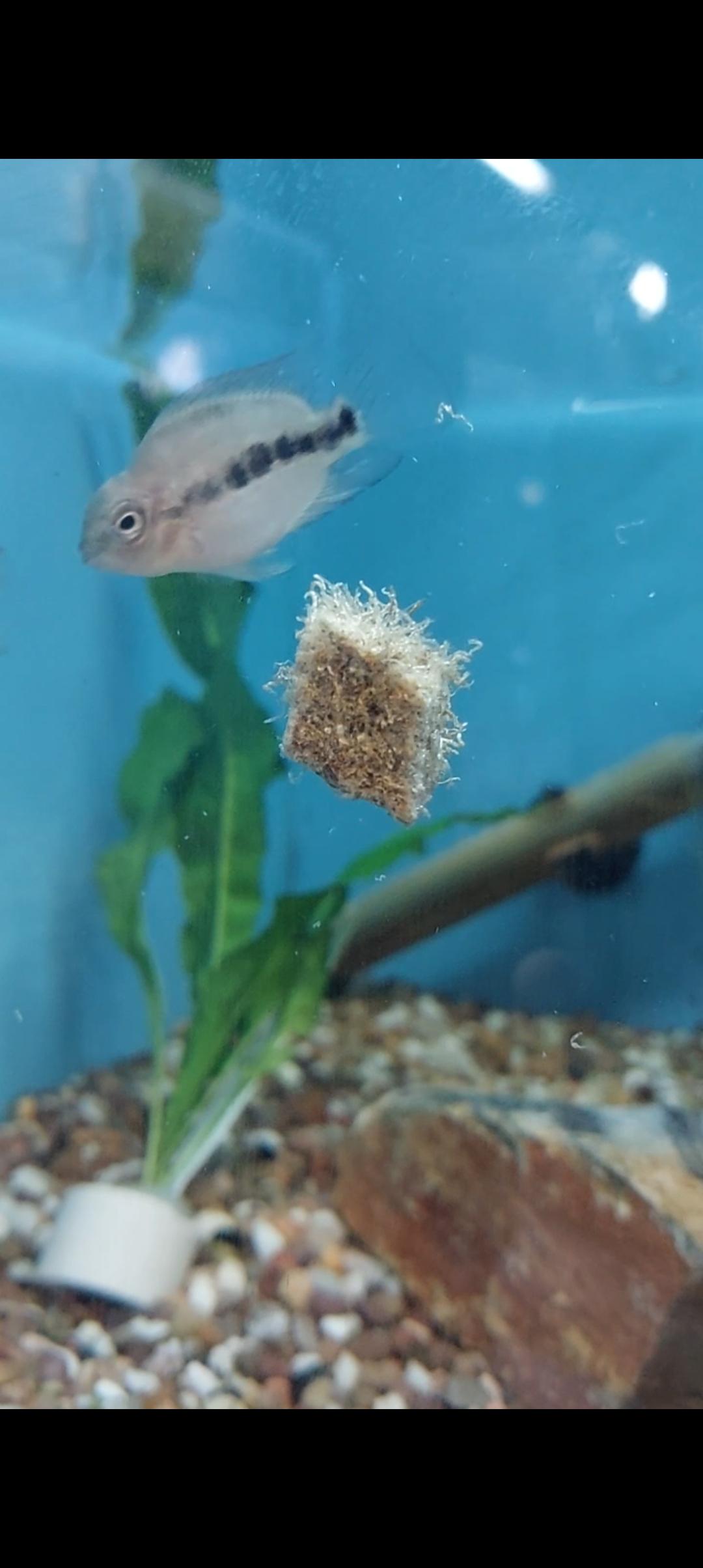 is this a Flowerhorn or a Parrot Cichlid? Also, what does Grade A mean