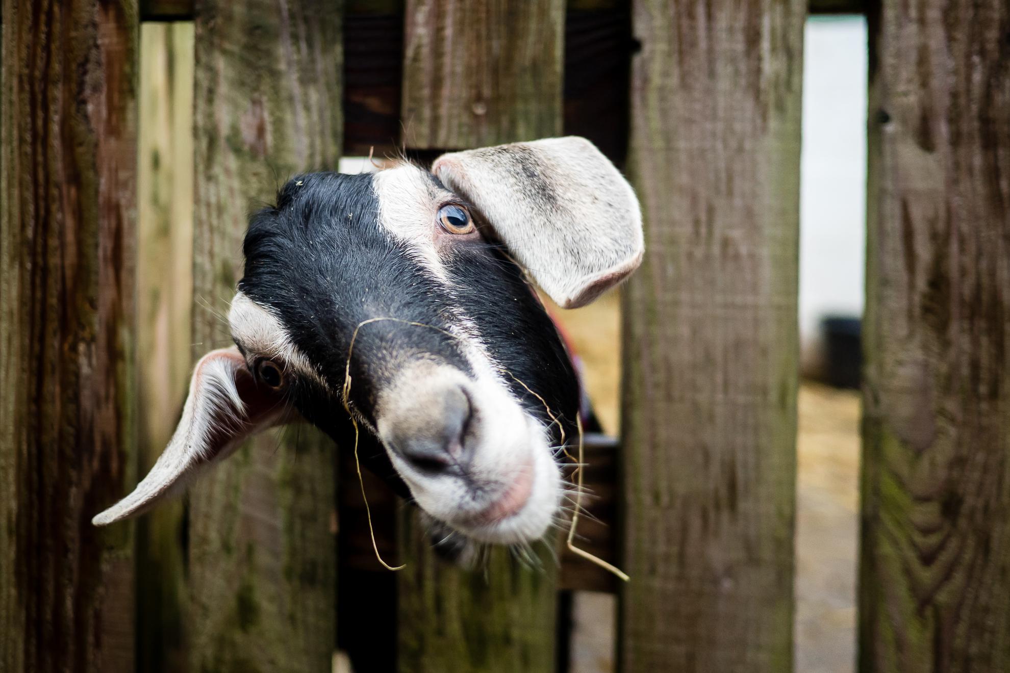 Goats can be taught their name and to come when called, as well as