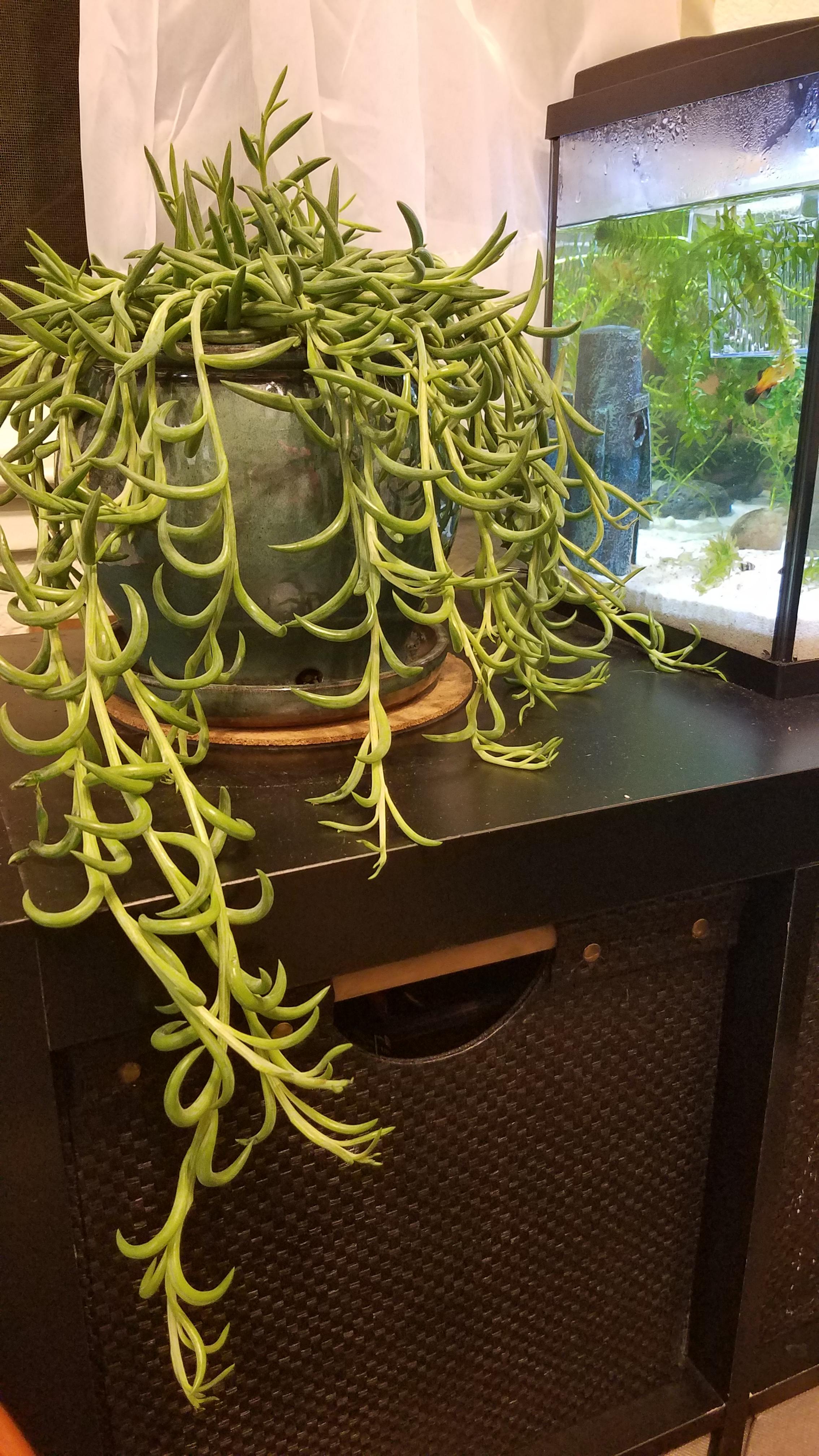 My fish hook plant next to my aquarium r/succulents