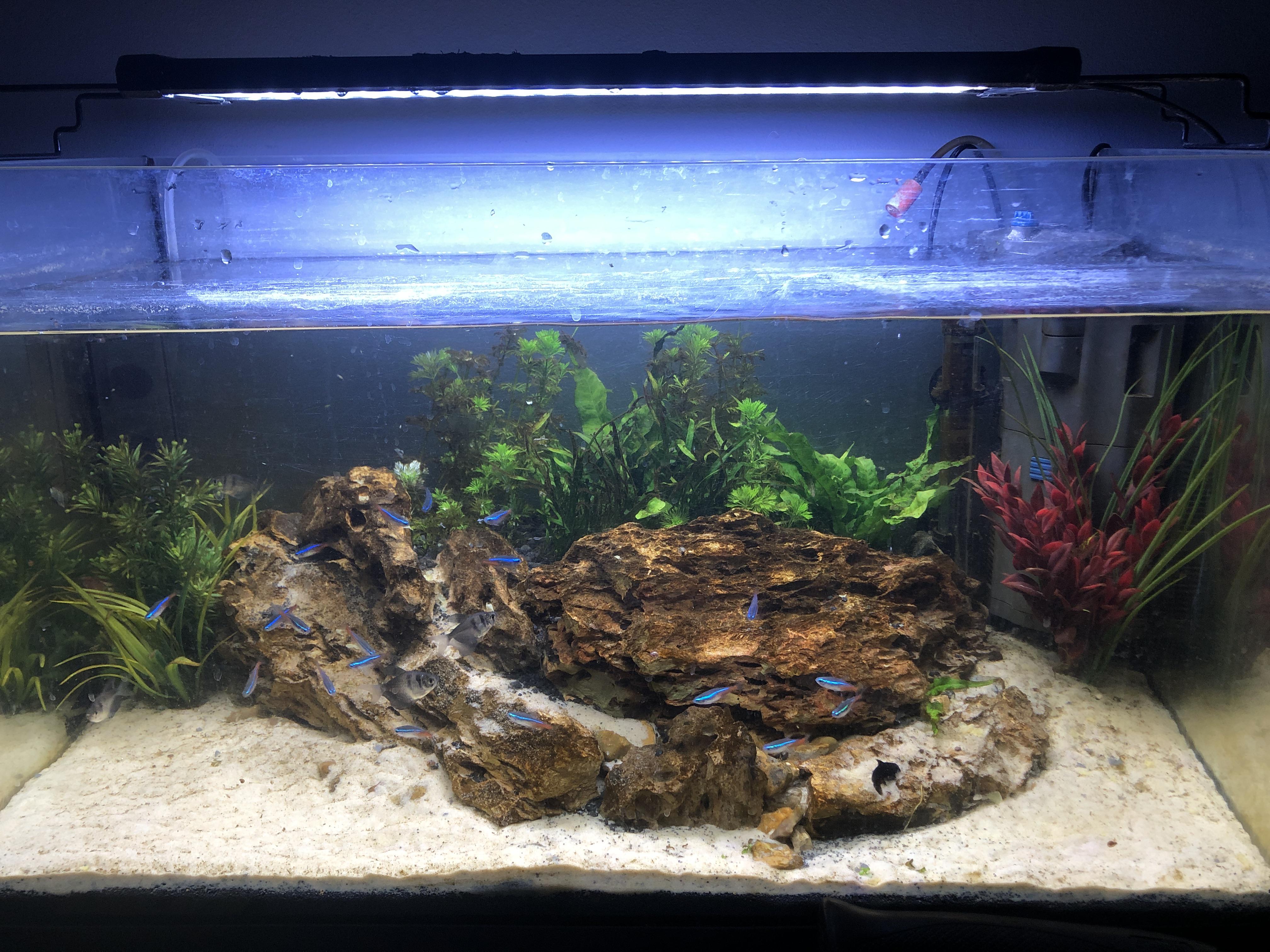 First attempt at a planted aquarium , use of fake plants just until i