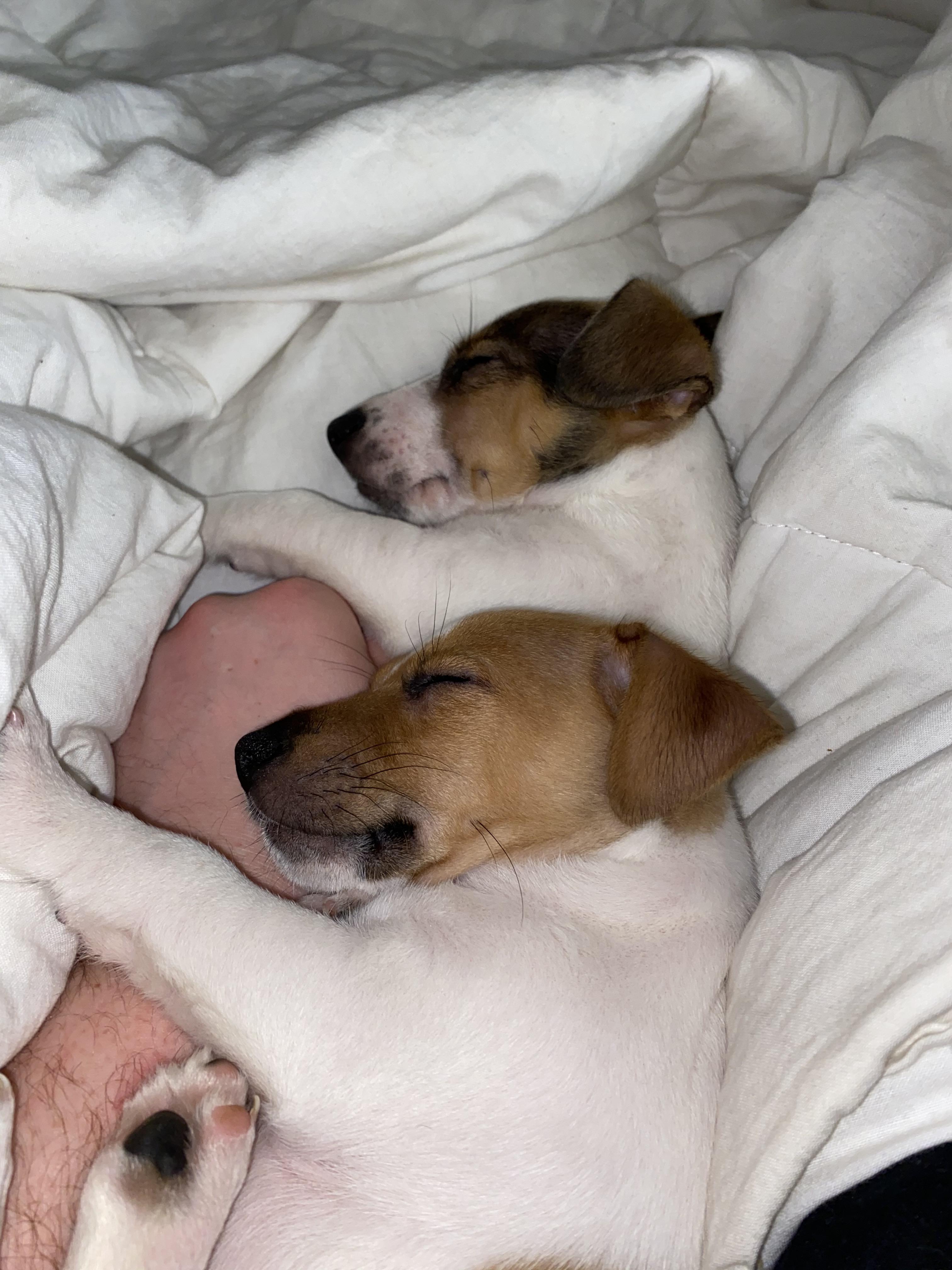 Having two puppies at once really makes me appreciate peaceful moments like this! r