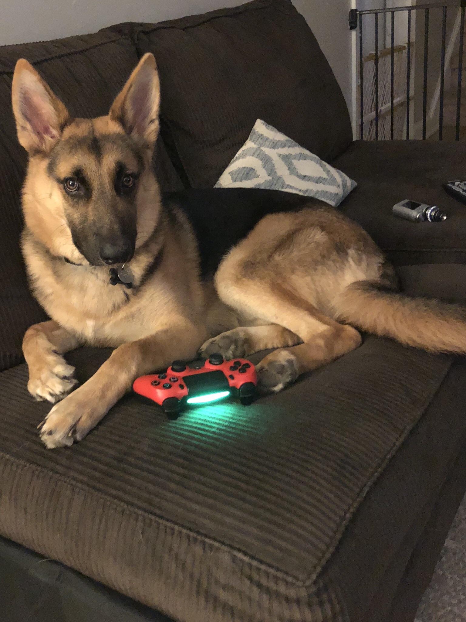 Every time I get up, Apollo steals my seat. It’s his “thing”.. r