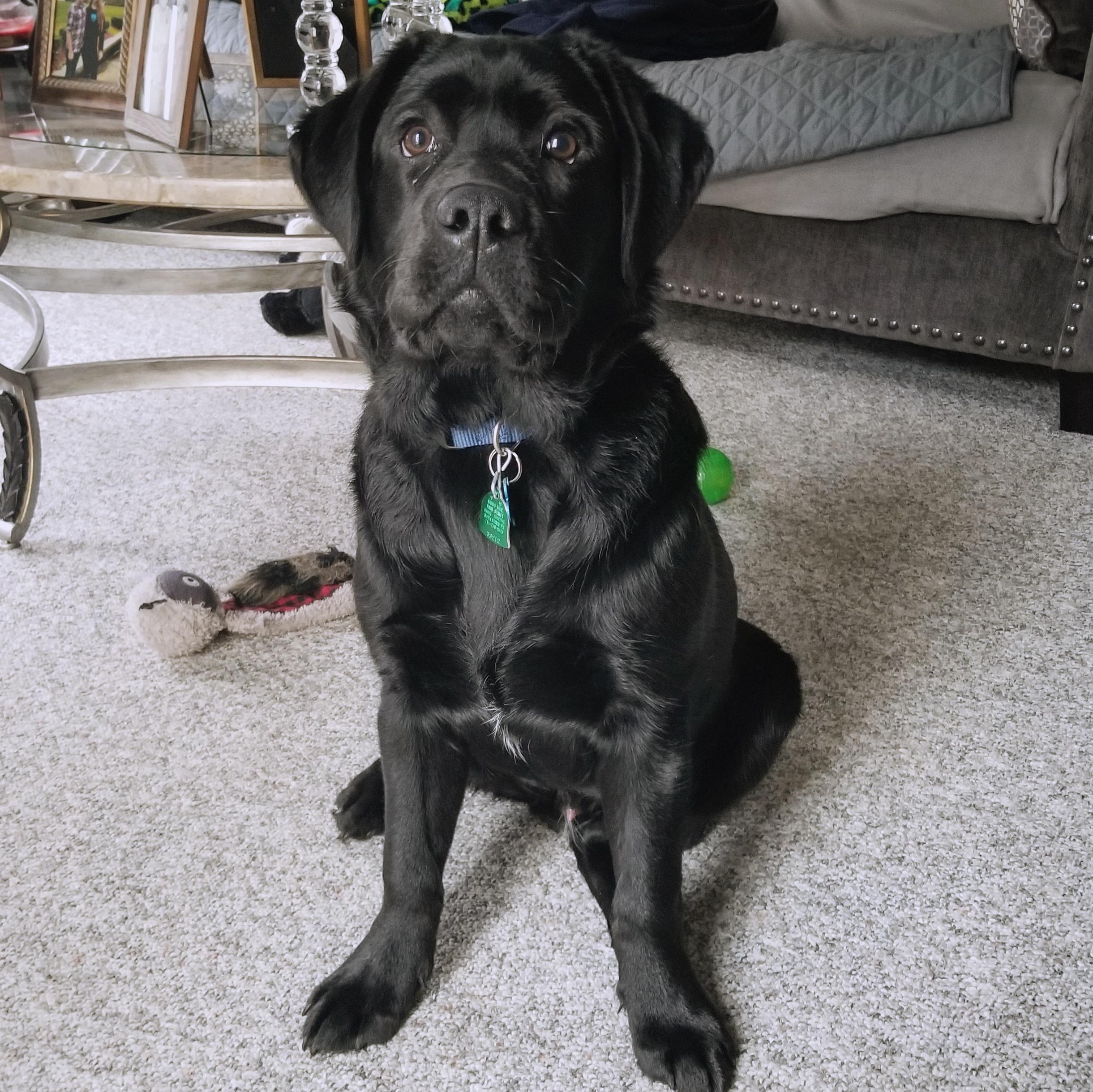 My 6 month Black Labrador Retriever Puppy named Shadow! r/aww