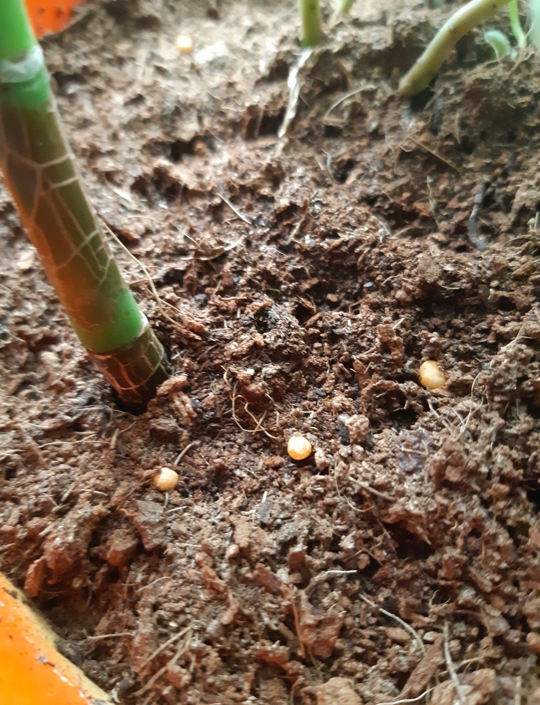 I repotted my plants and gave them new soil last week. Today I noticed