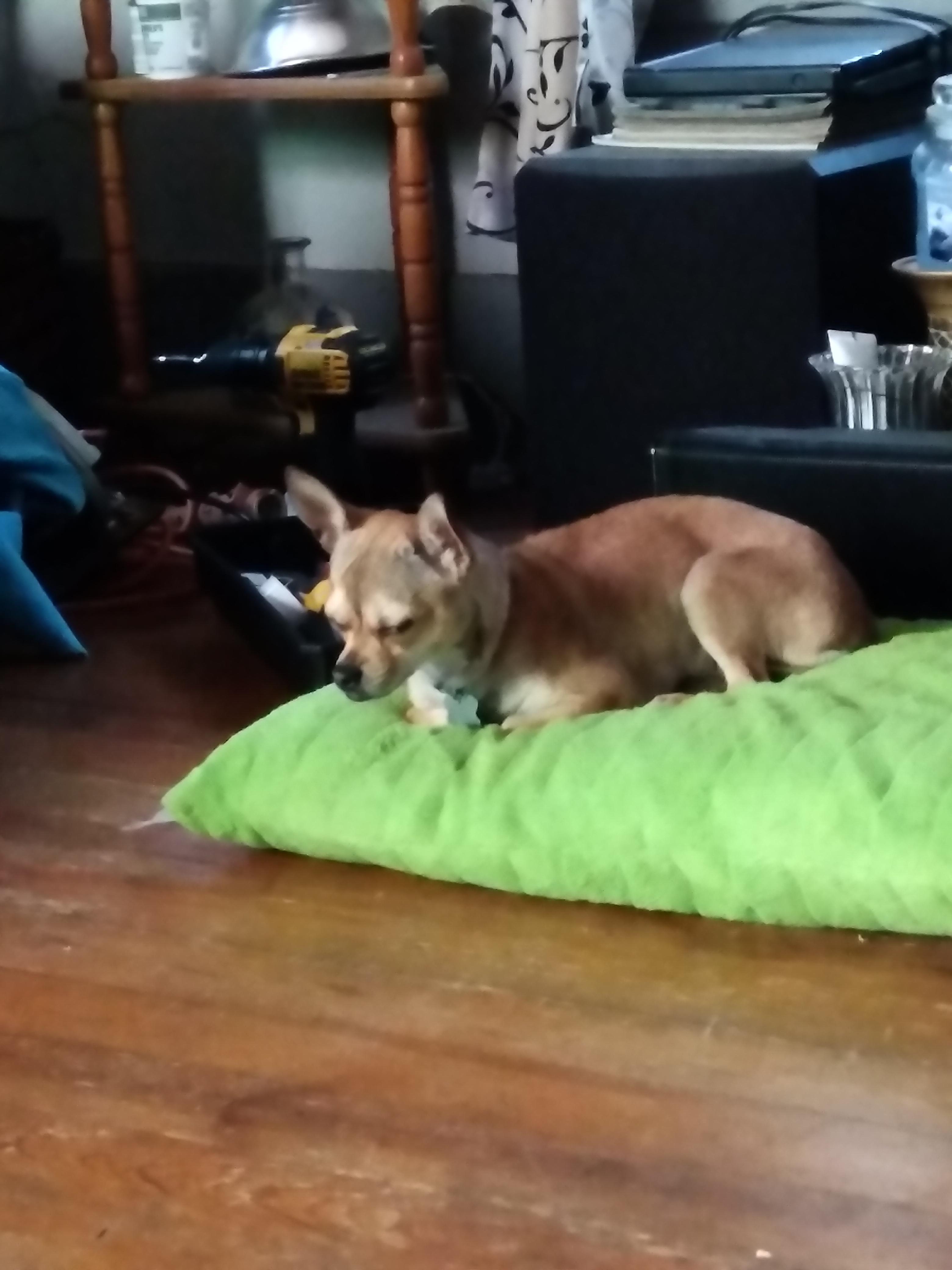 This is how my dog fell asleep r/Eyebleach