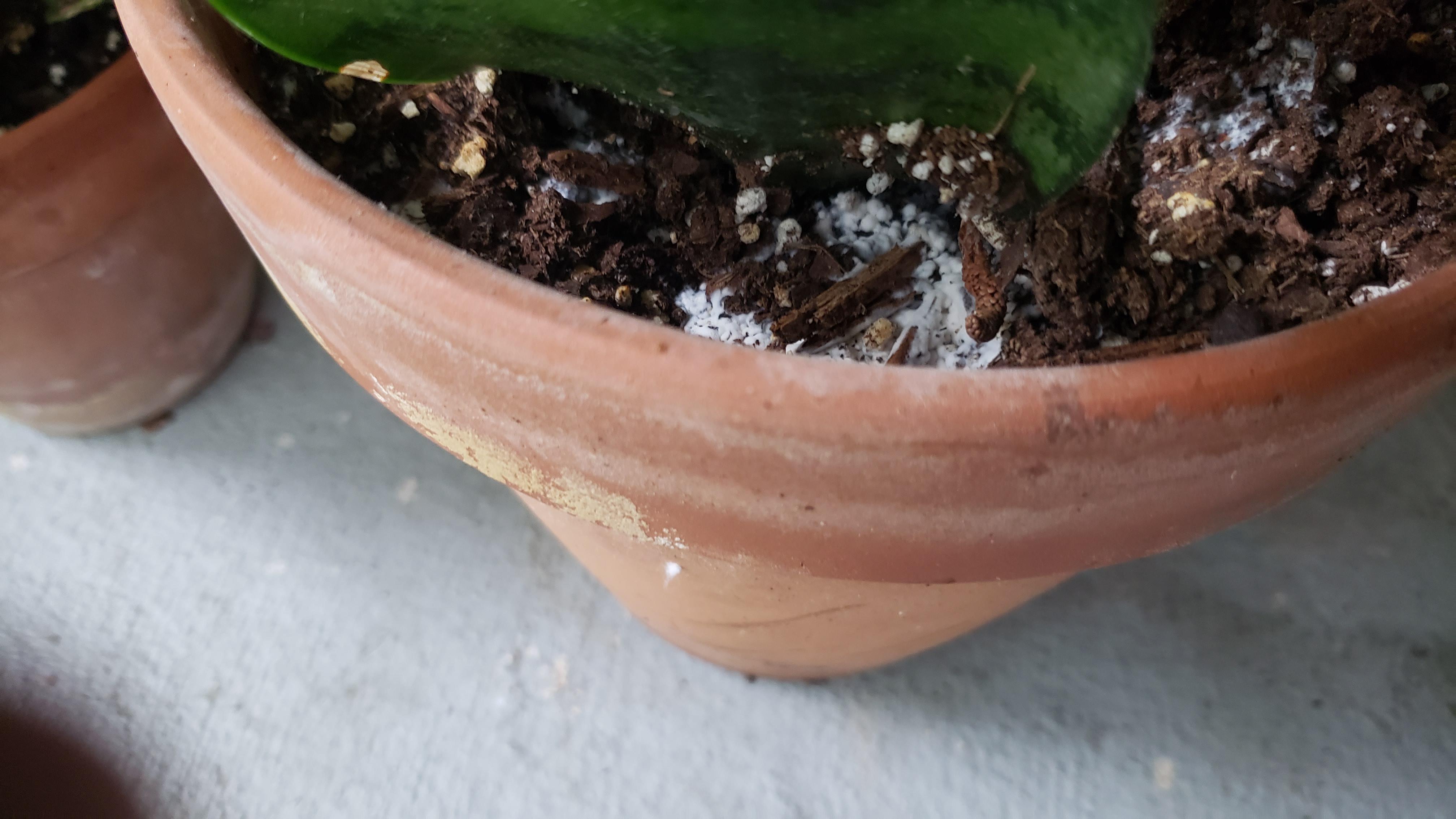 What is this powdery soft white thing on soil, is it a powdery mildew