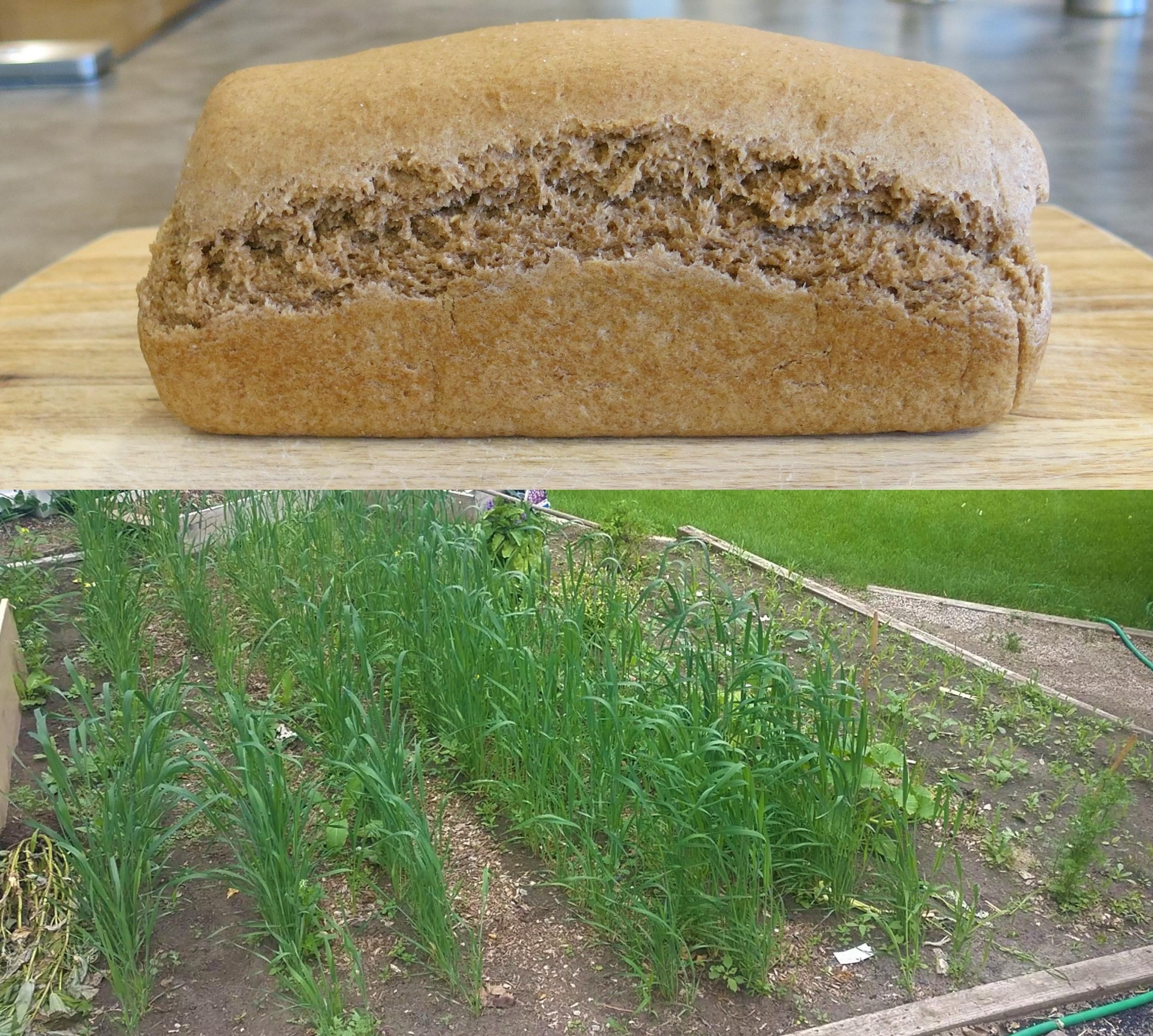 Made my first loaf of bread from wheat I grew in my backyard r/Baking
