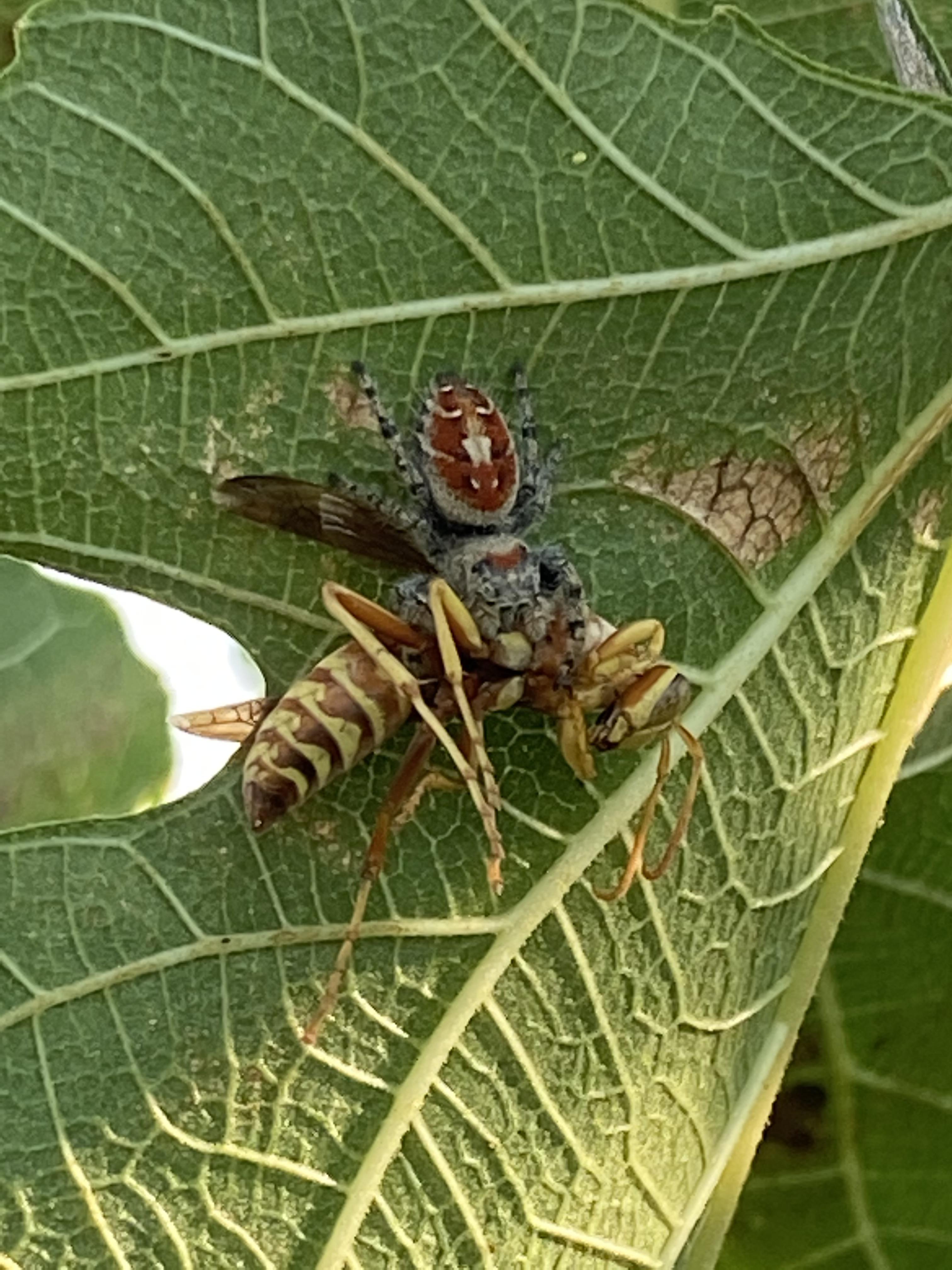 This spider in my fig tree gave this wasp its last rites