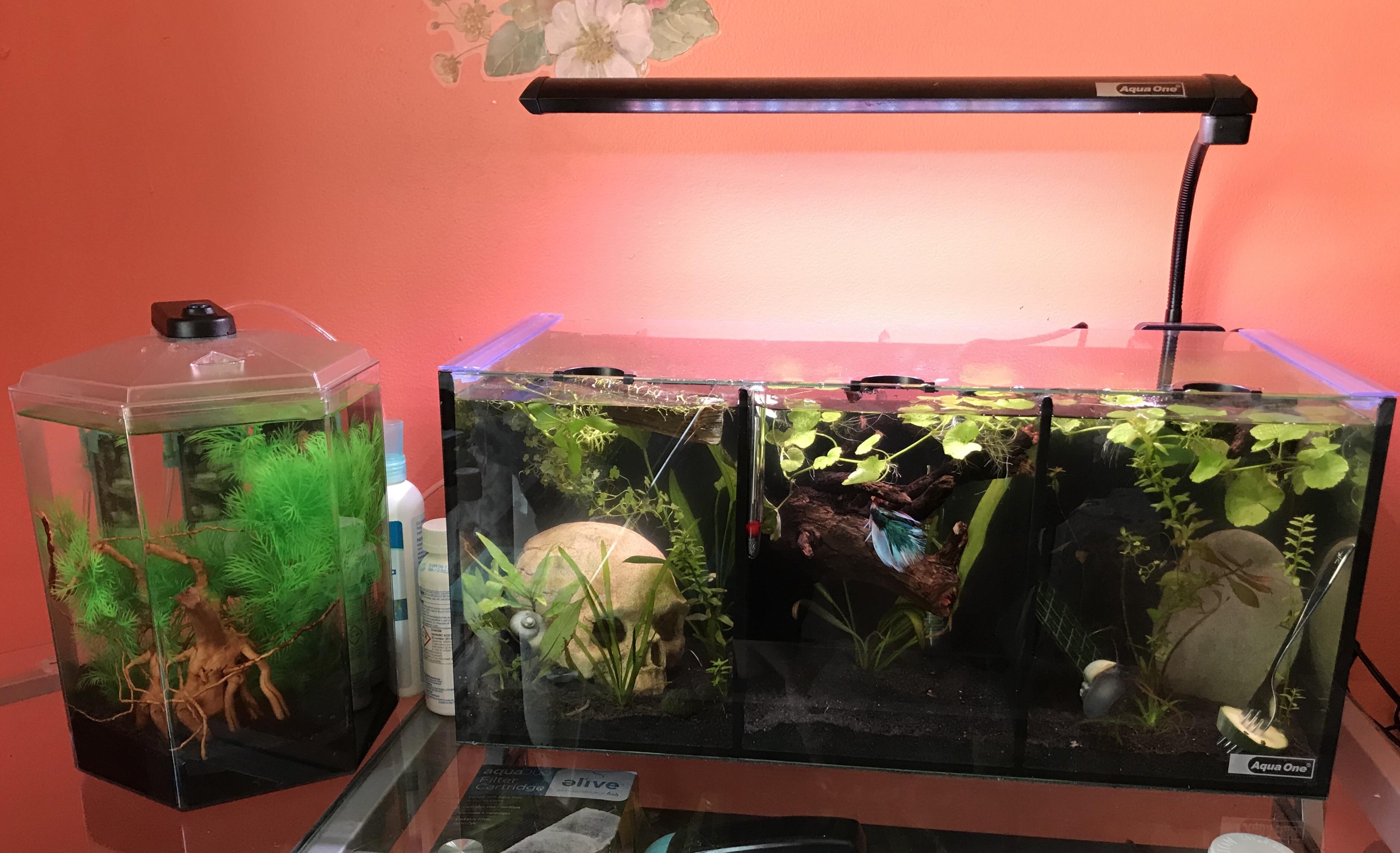 Aqua One Betta Trio / Aqua One Betta Duo Manual / It combines the