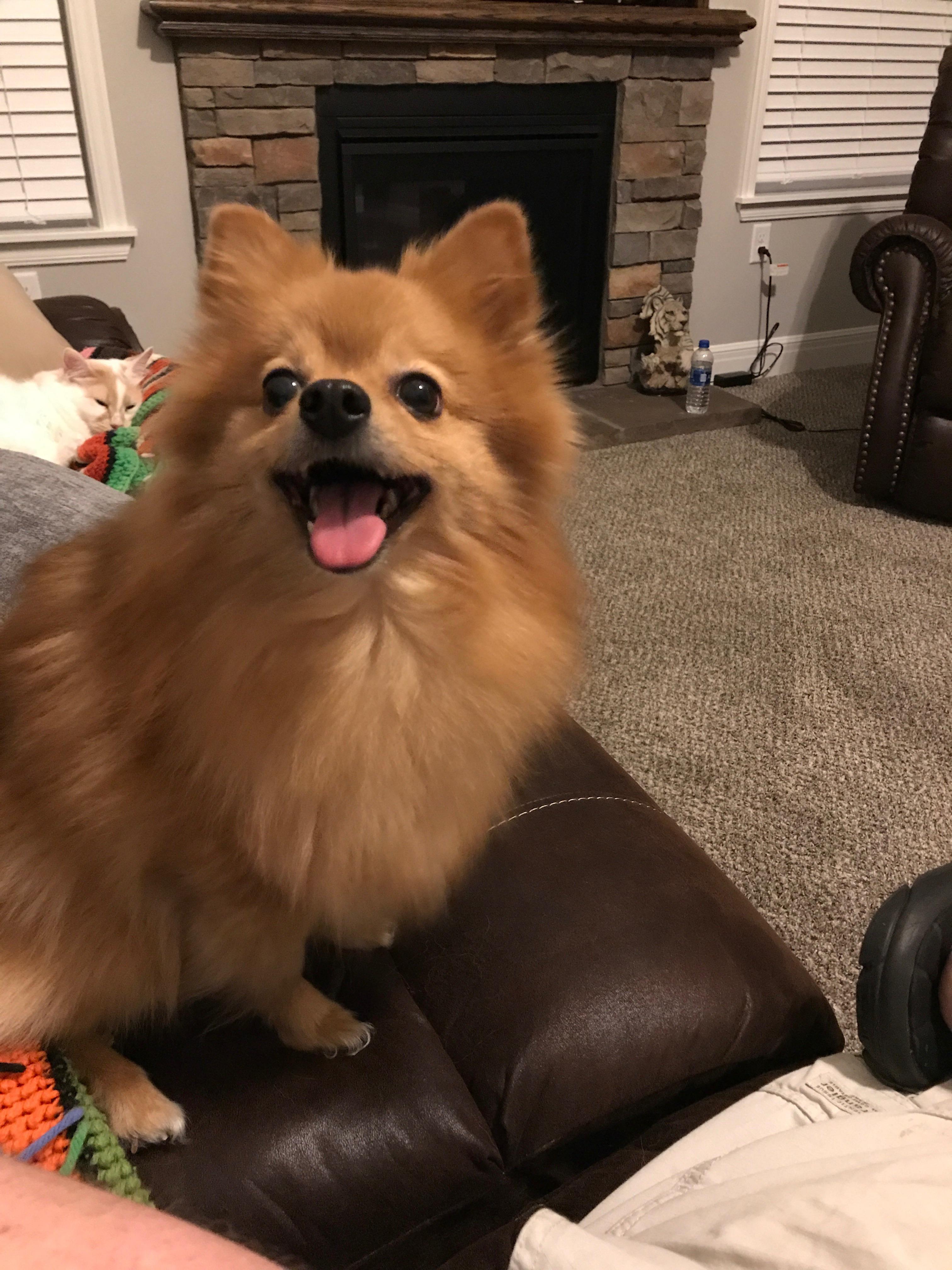 Here is Sophie. She is about 11yrs old. I love her to pieces. I didn’t