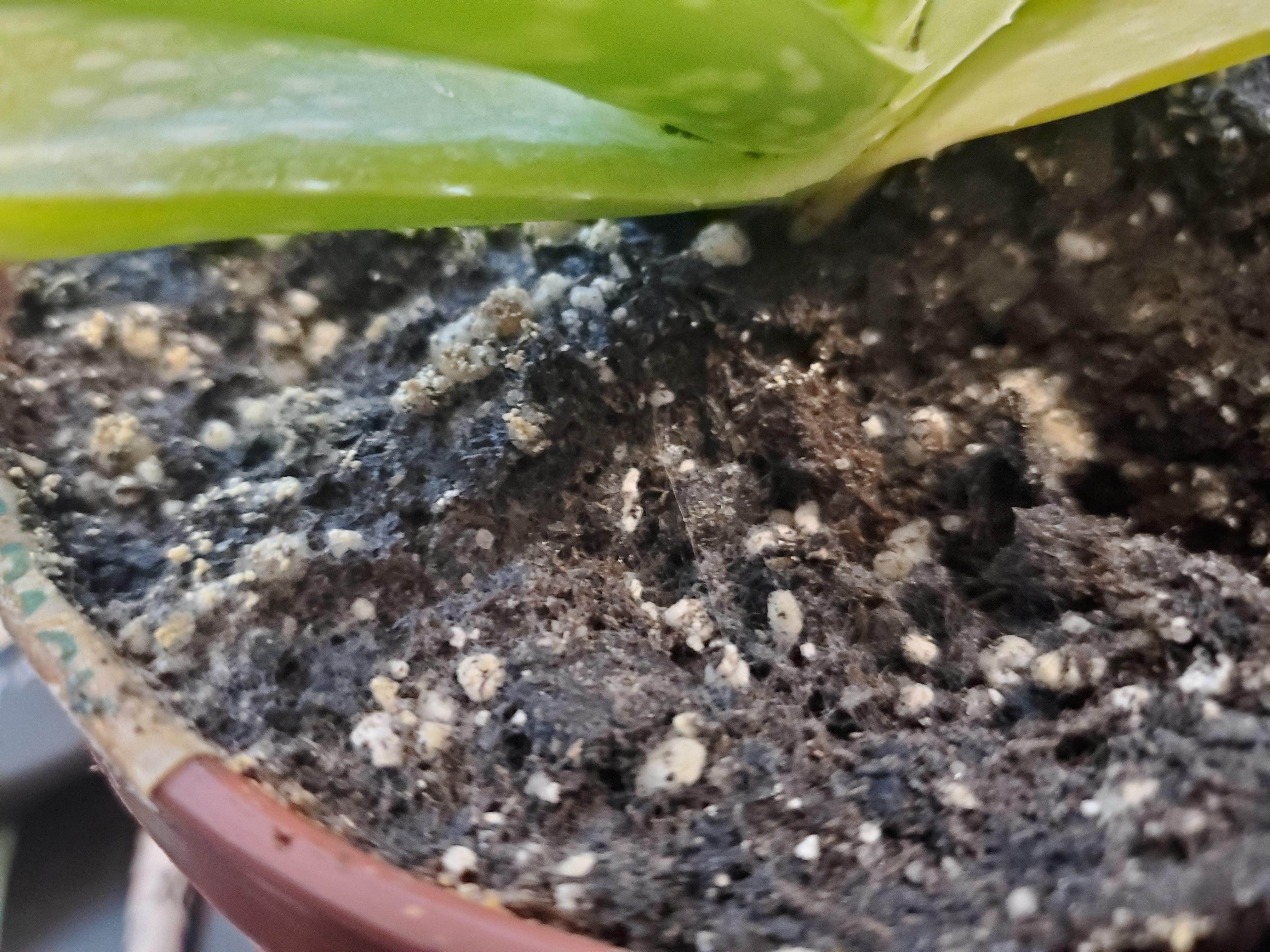 Why does my Aloe soil look kinda moldy? Should I take it out and put it
