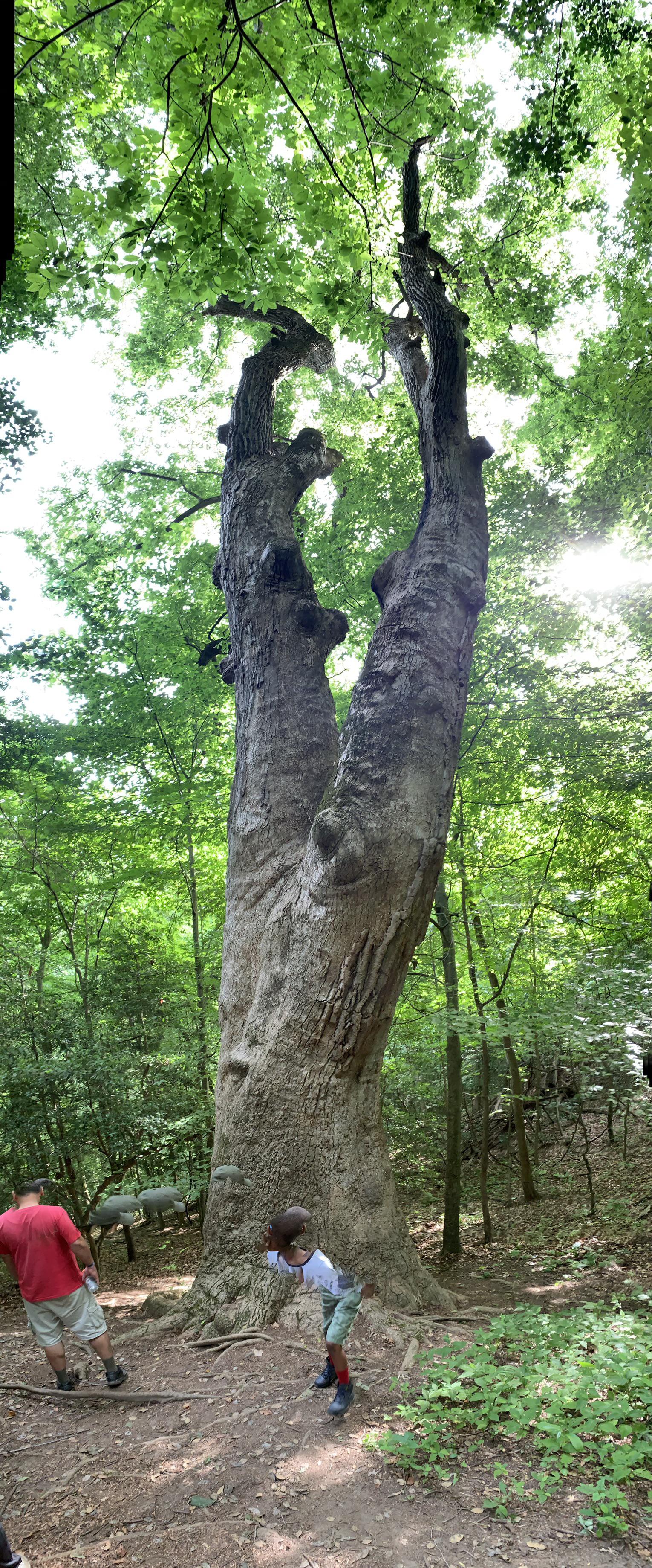 Pipsico Tree in Virginia. Very large Poplar. (Don’t know if this has