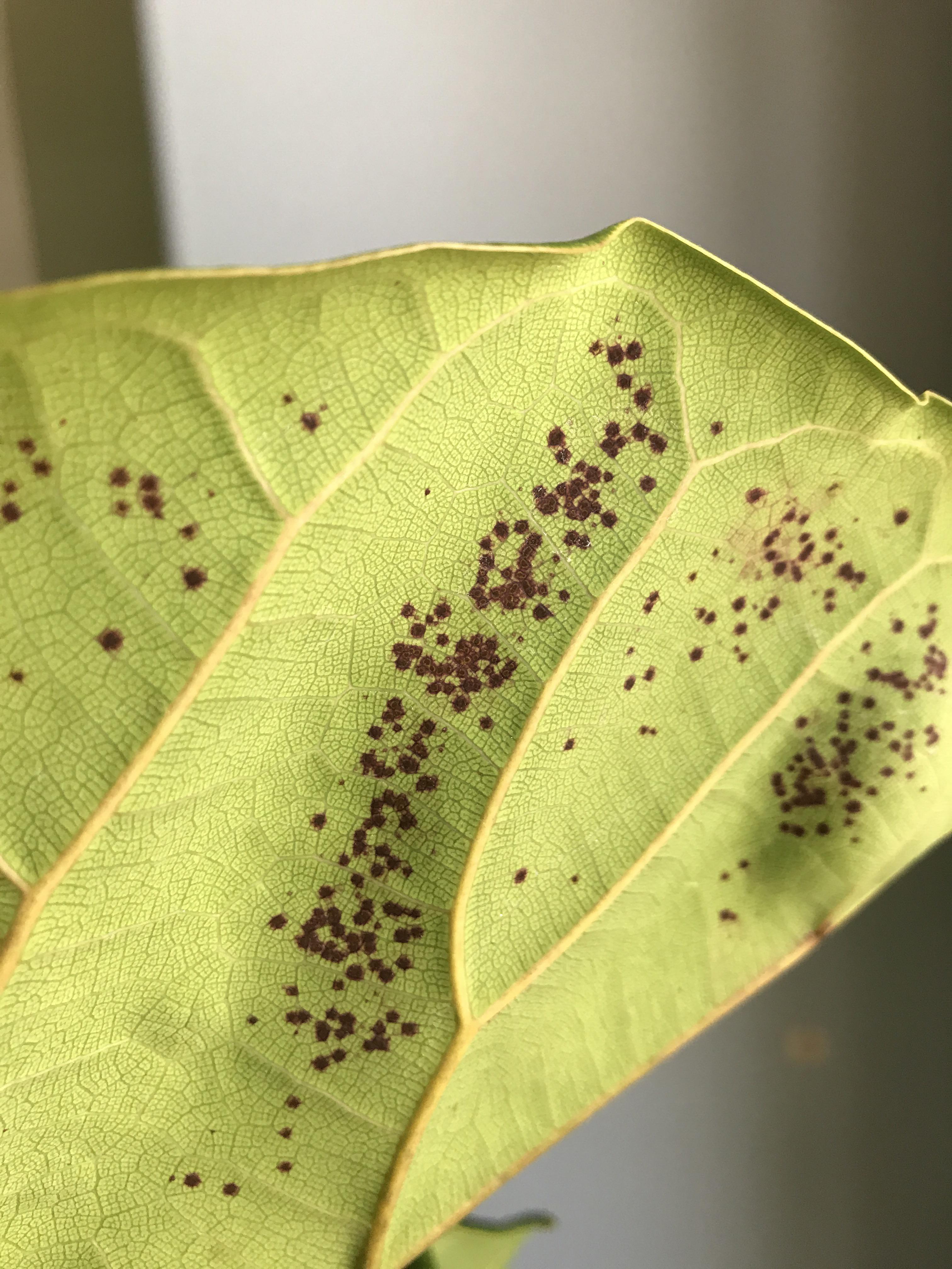 Spots on the underside of my fiddle leaf fig leaves, is this harmful to