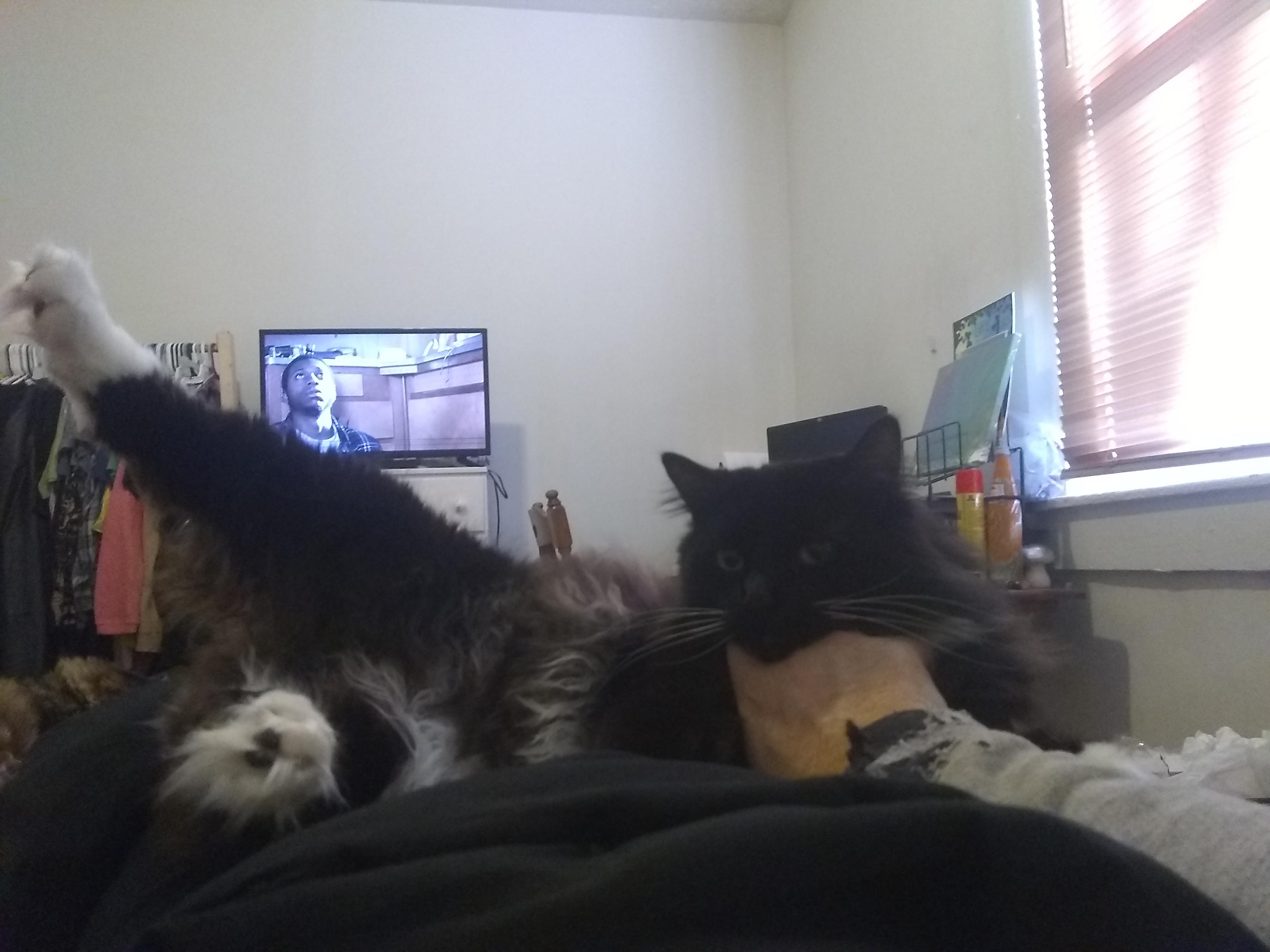 My cat lays like this sometimes when I pet underneath his chin. He also