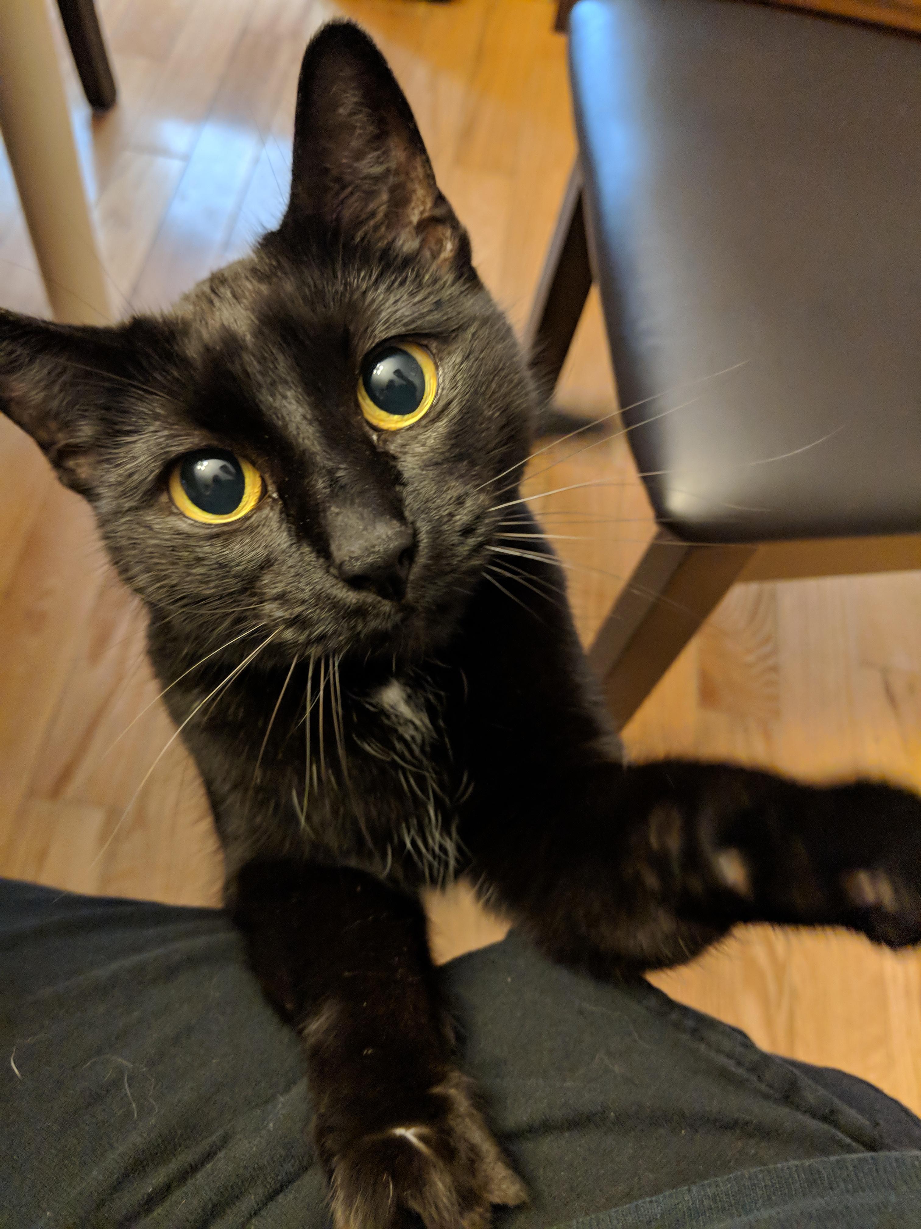 My dad's cat begging for the pets gets me every time r/blackcats