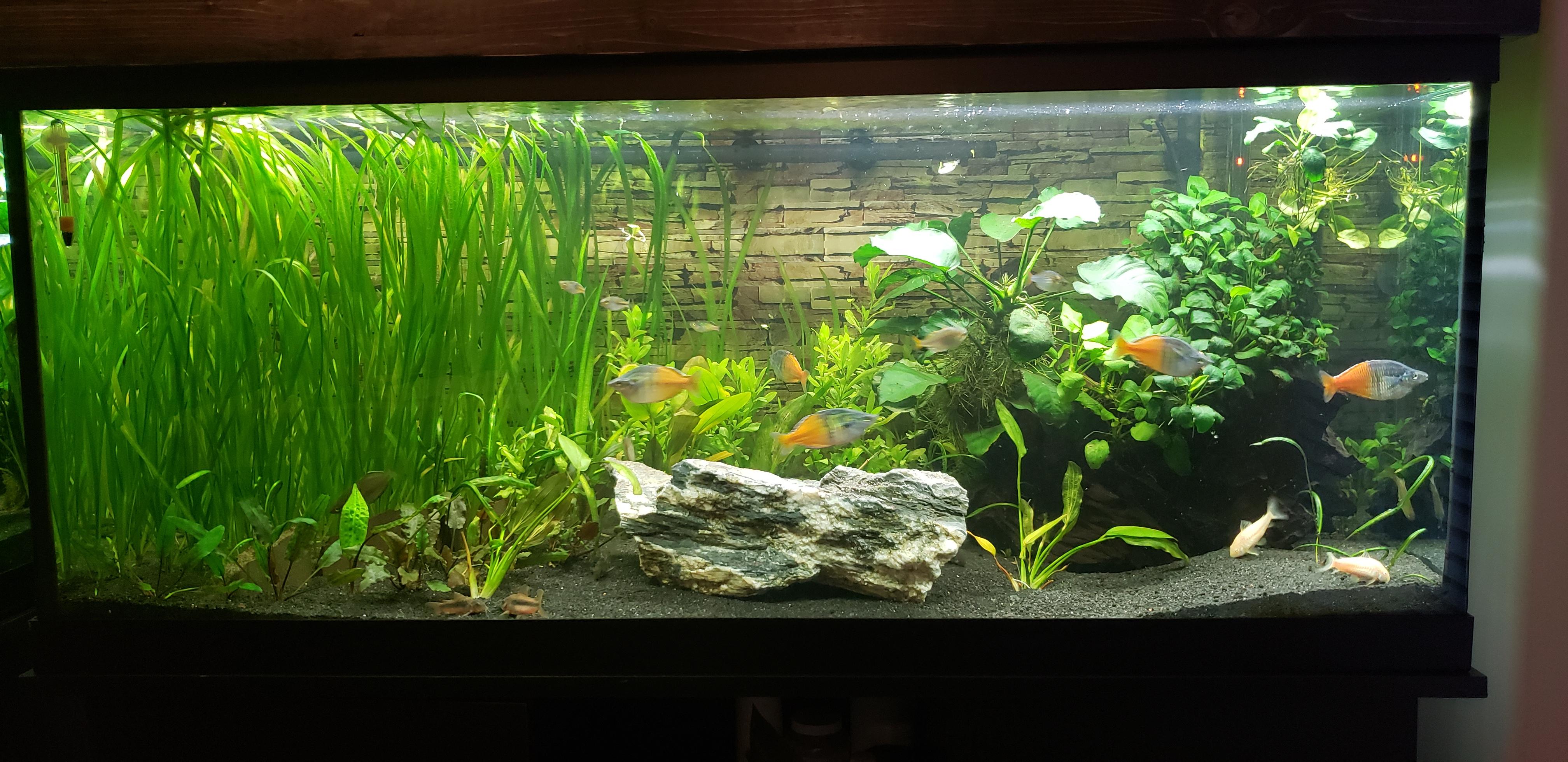 Rainbow Tank Aquariums