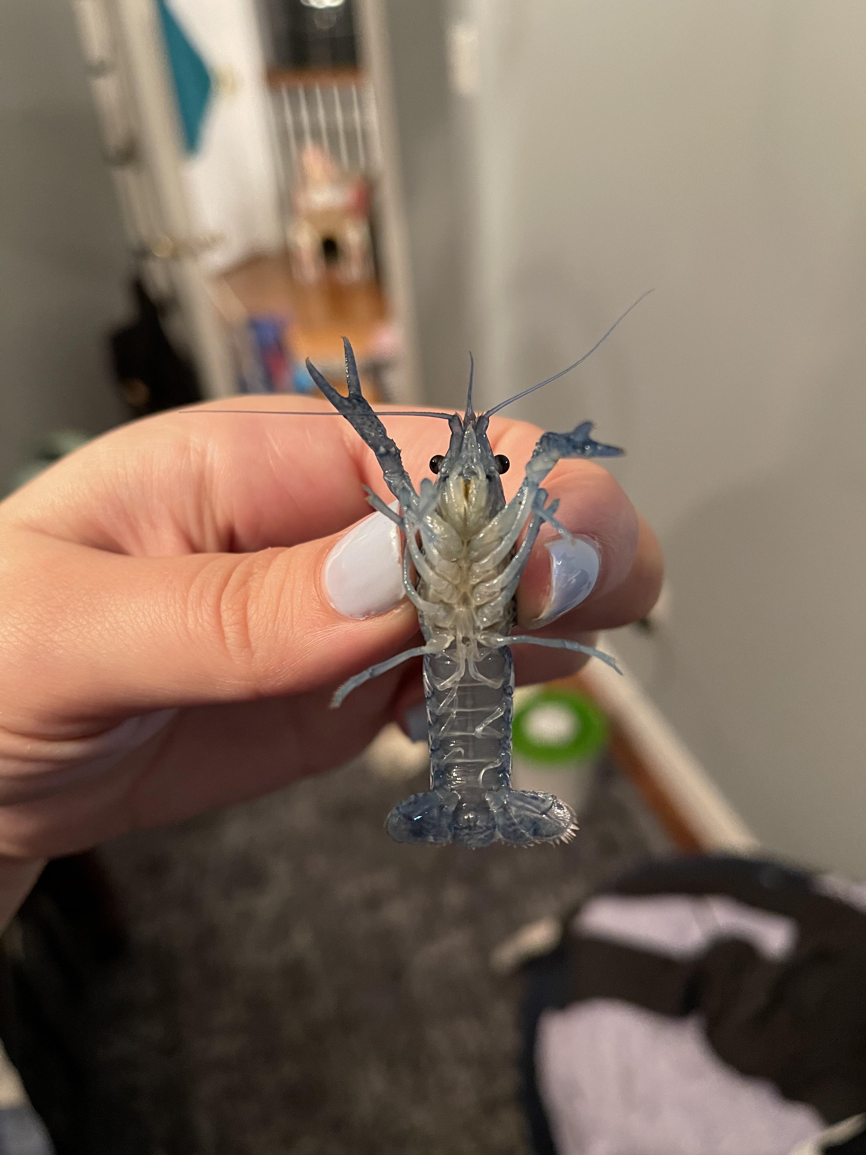 Hello I just got this crayfish and I was wondering if it a boy or a