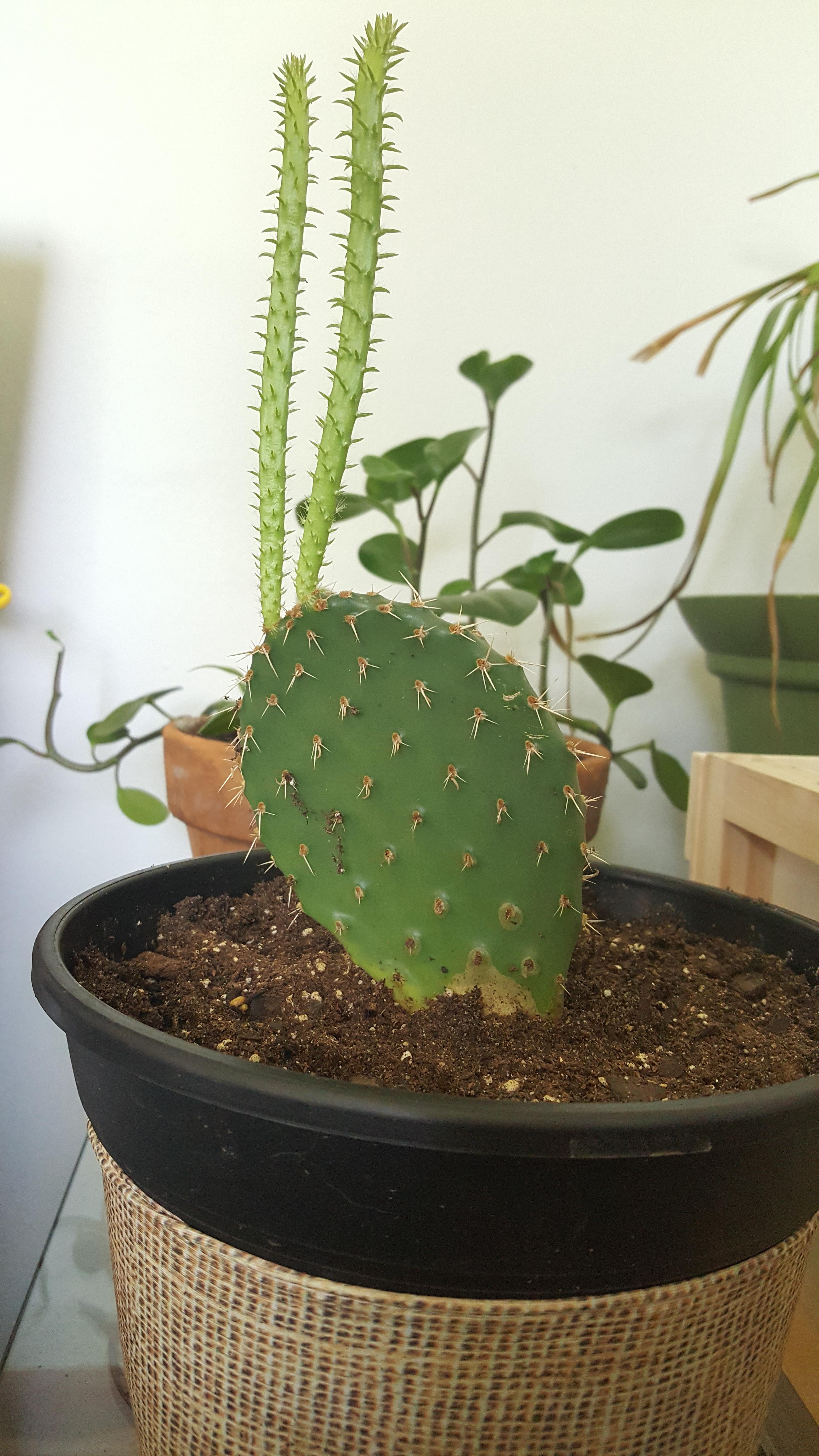 Cactus stretching?! Is this normal?! I can't recall if I put this