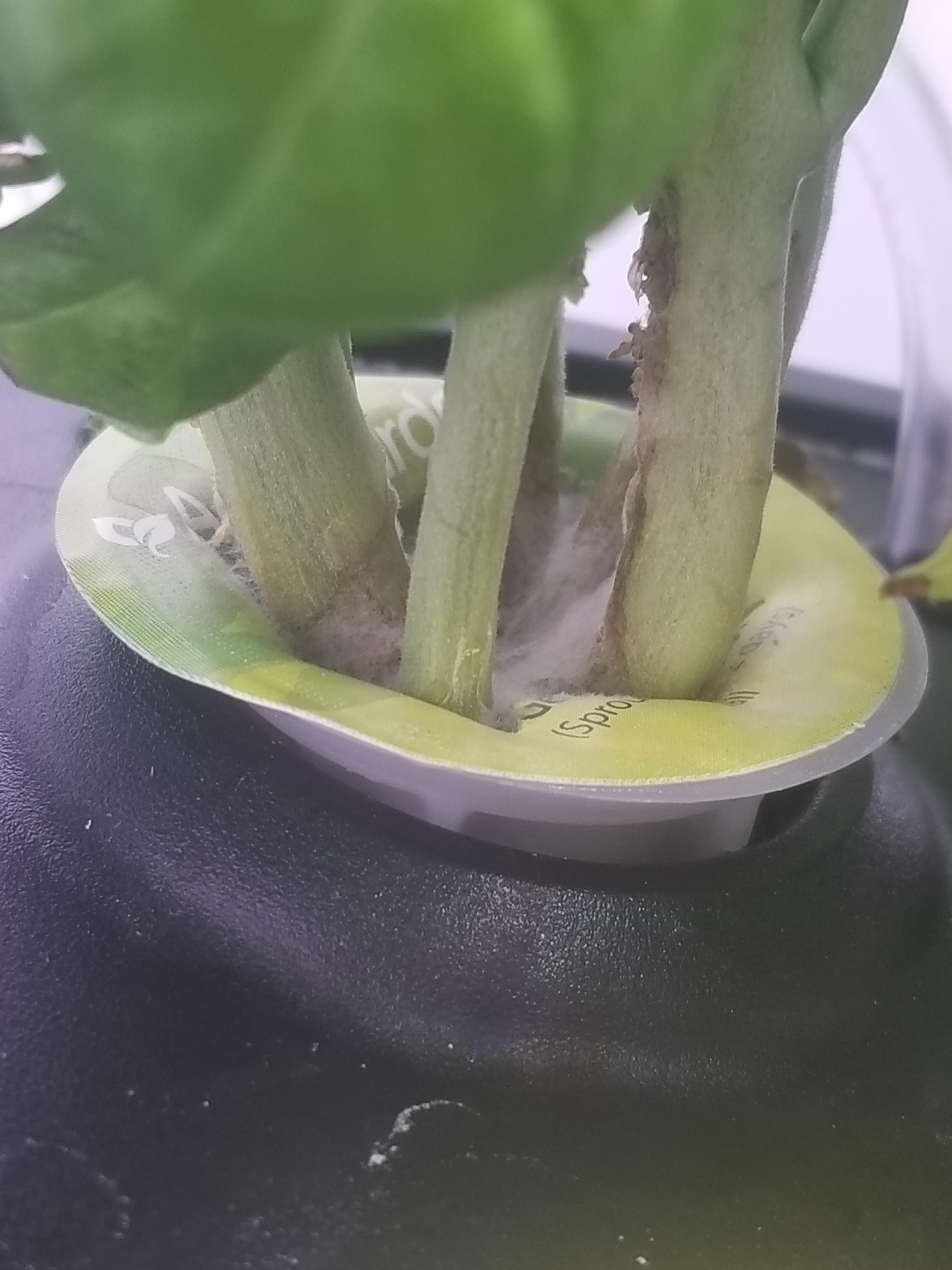 White Mold/Fungi r/aerogarden