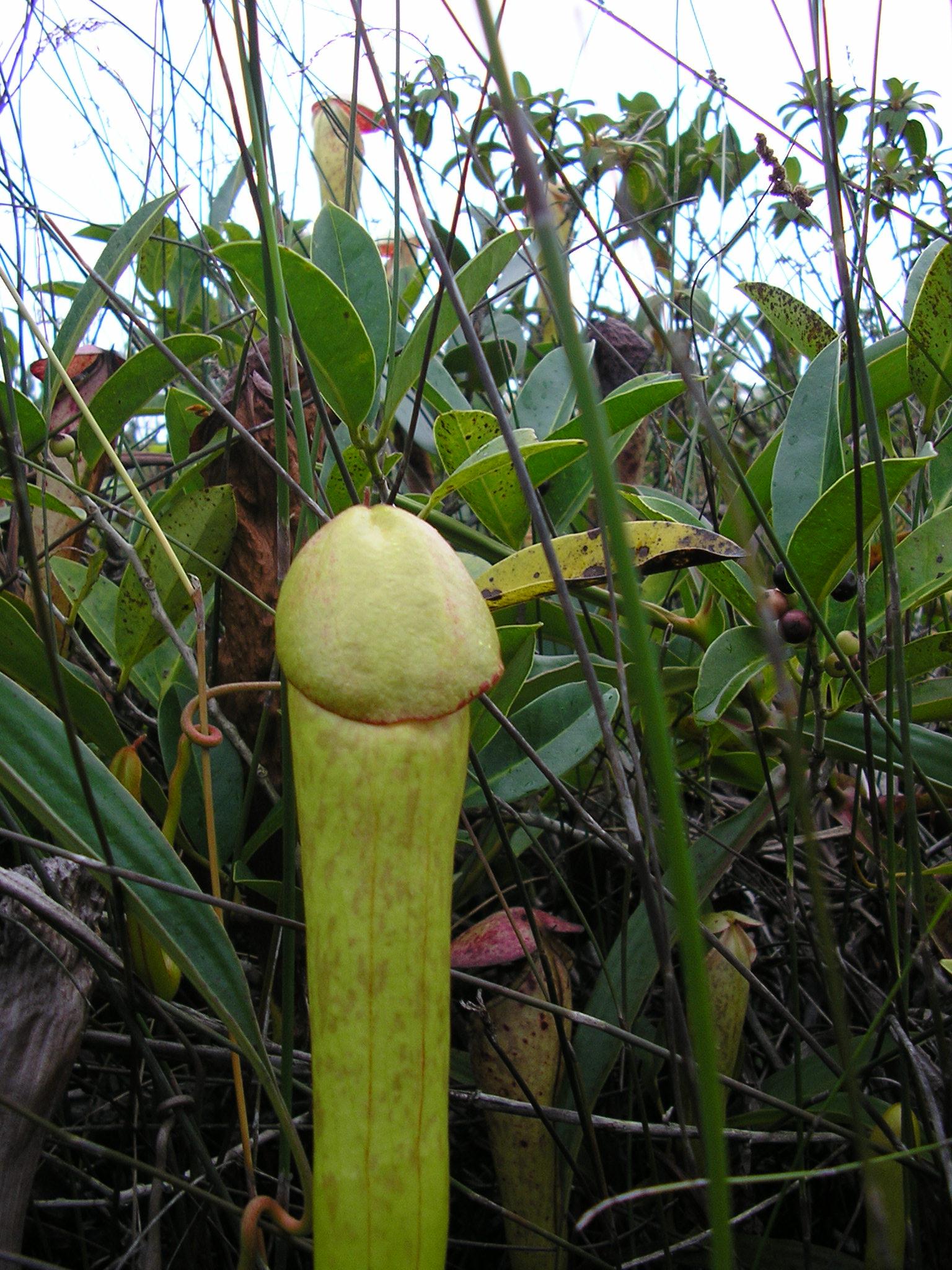 [GPGT] How the pitcher plant looks like when it's closed
