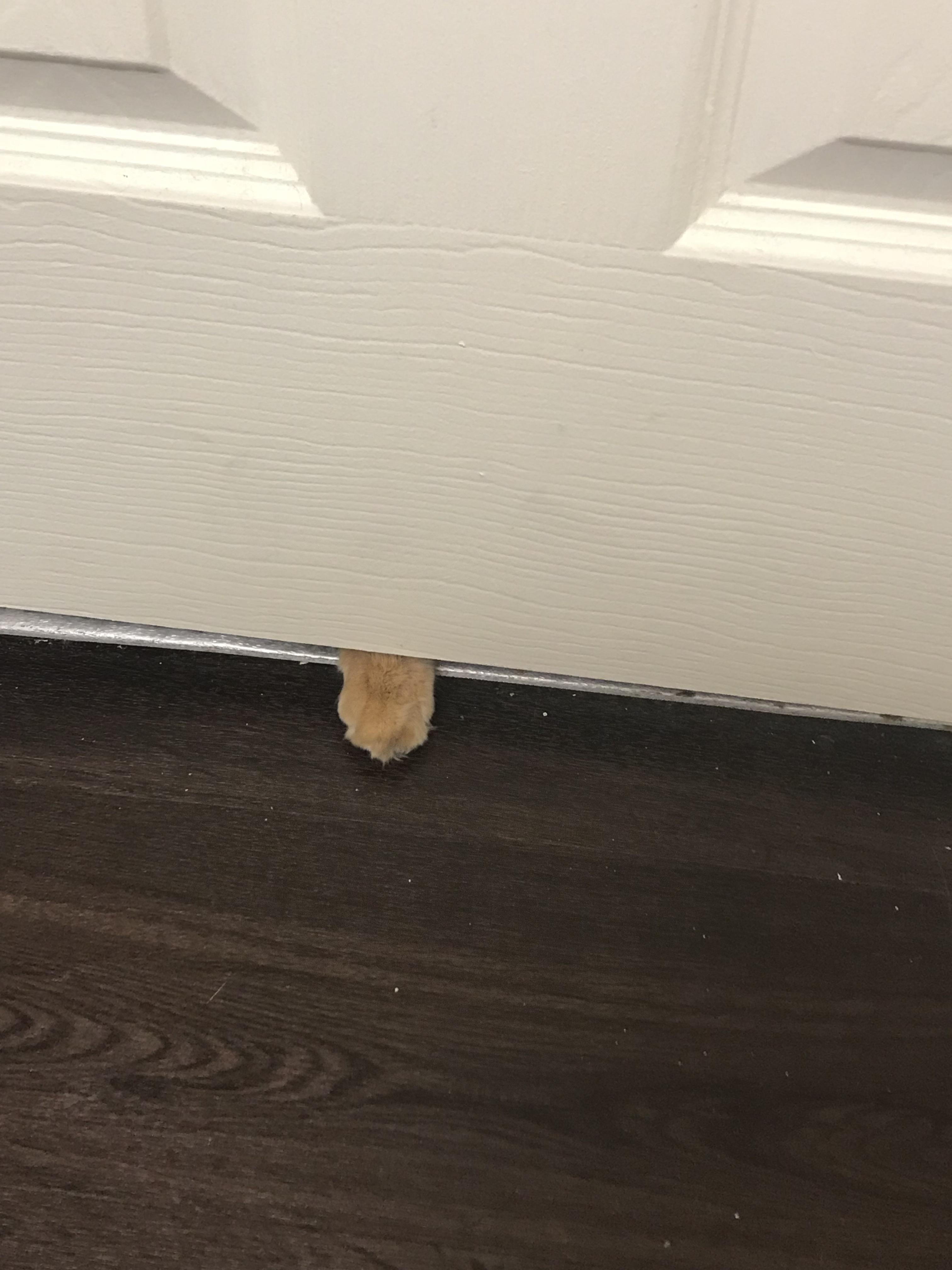 Every time I use the bathroom there’s always a little paw under the