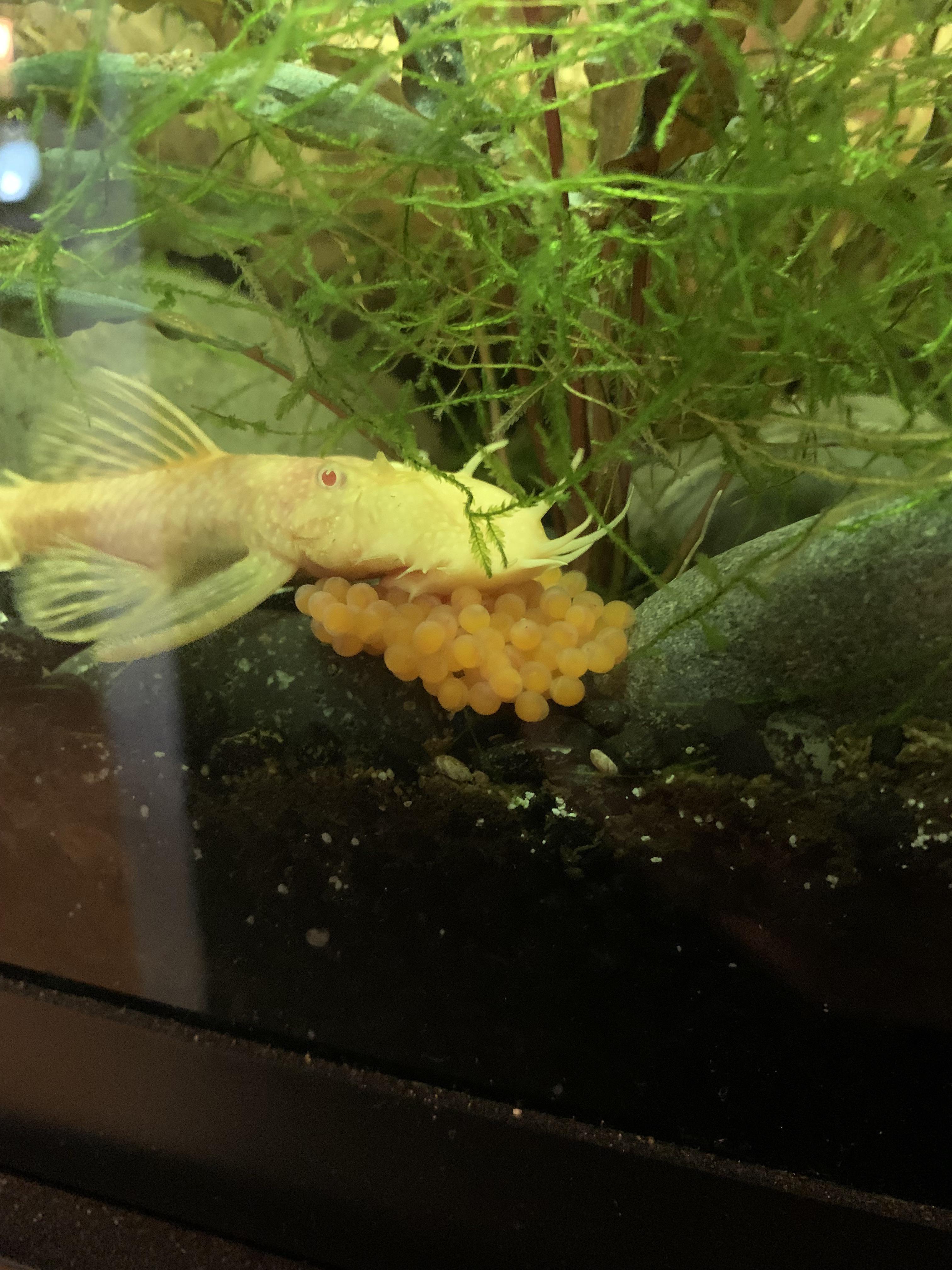 Pleco just had first batch of eggs.Super exited,when do I take the fry