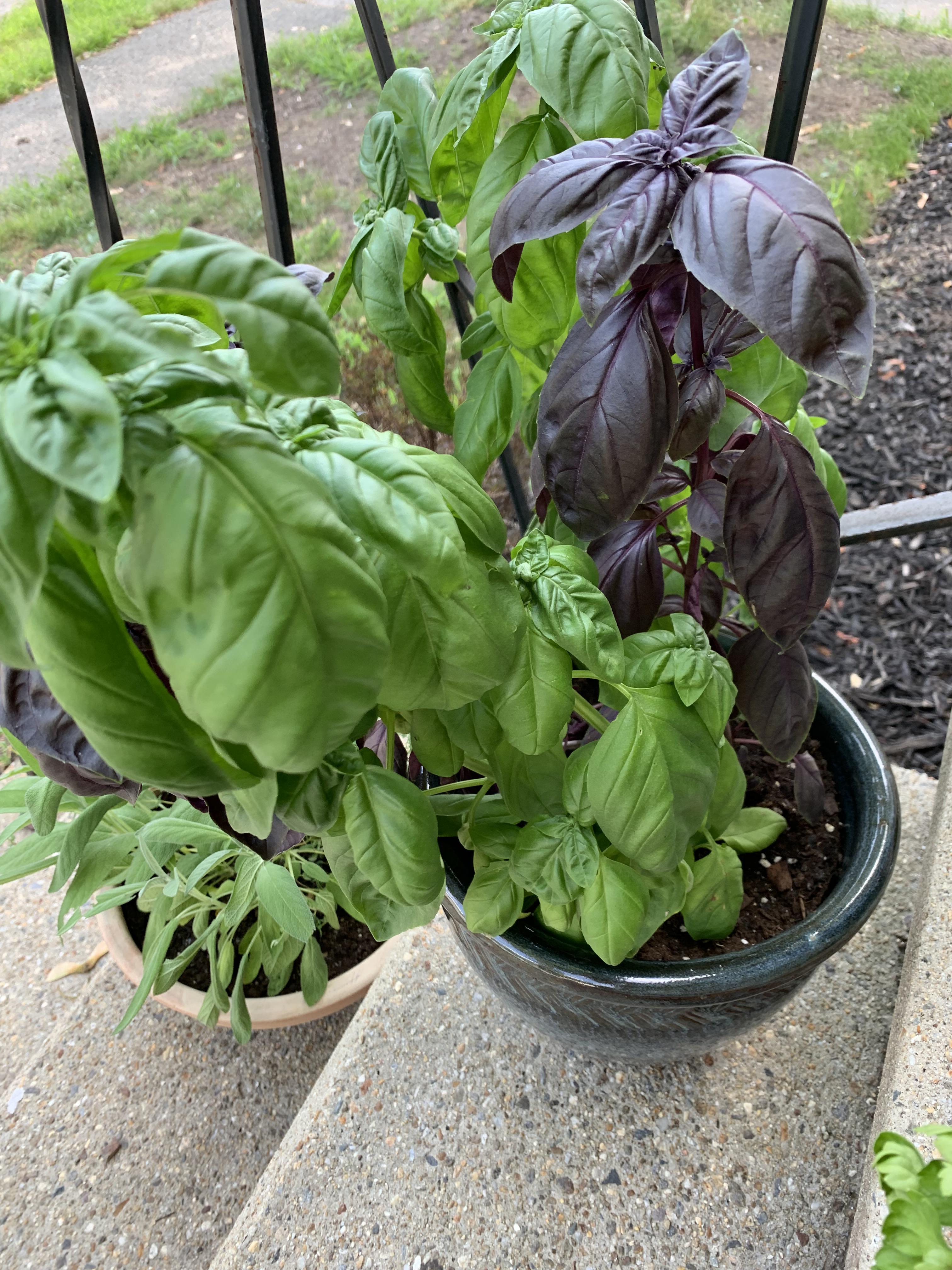 So much basil. Any recipe suggestions (other than pesto)? Thanks! r