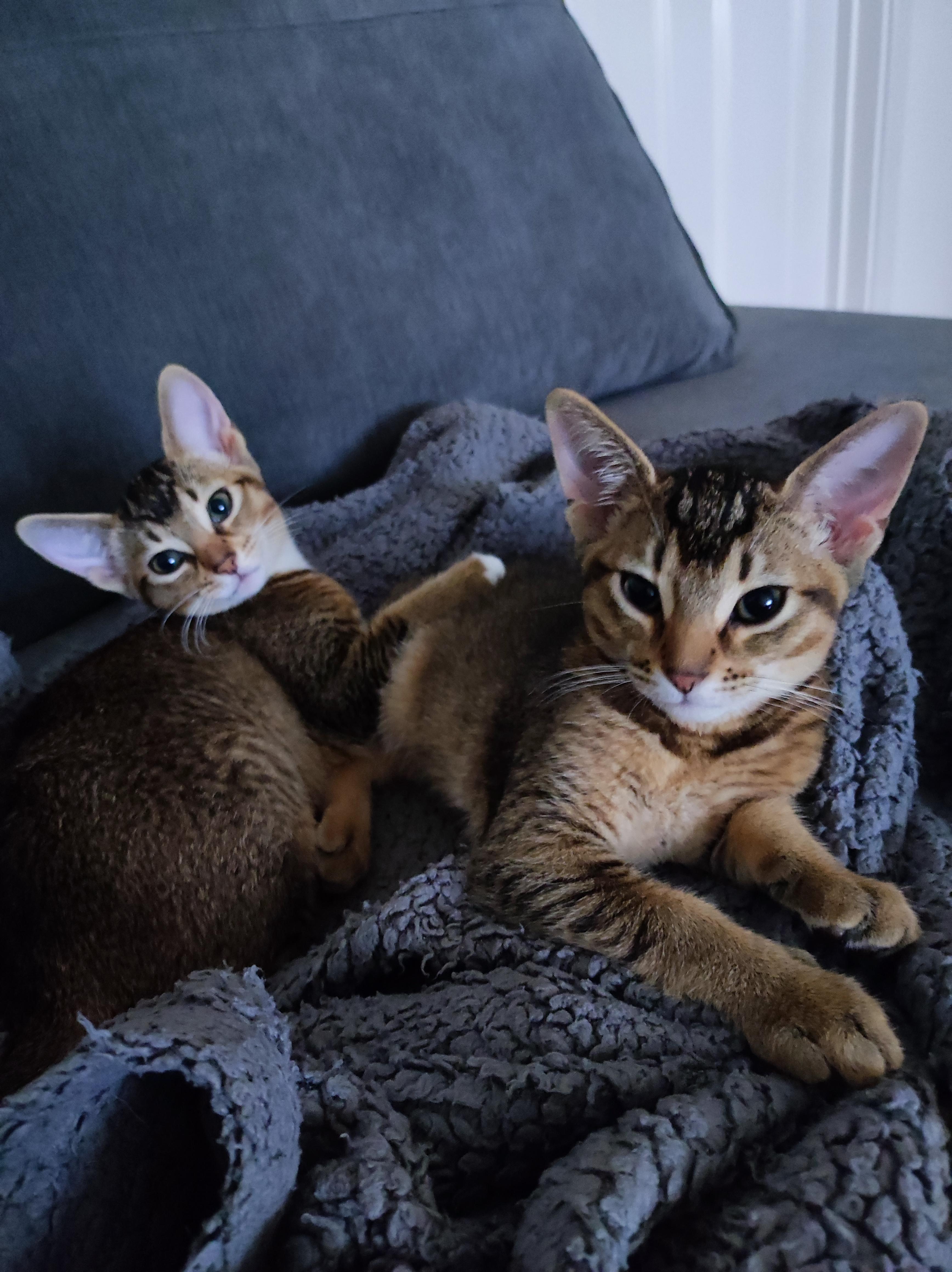 Abyssinian cross kittens r/Abyssinians