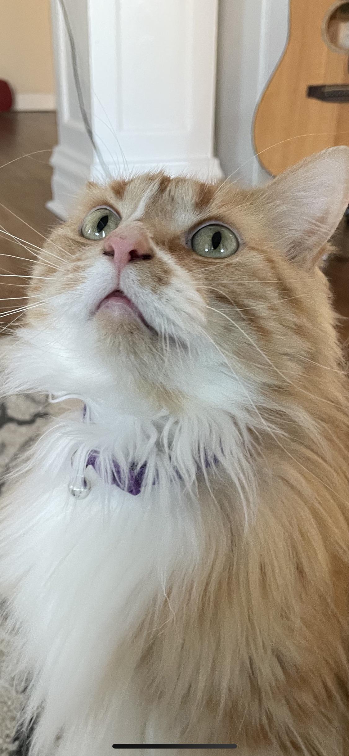 Does anyone know what this black stuff is in my cats nose? r/cats