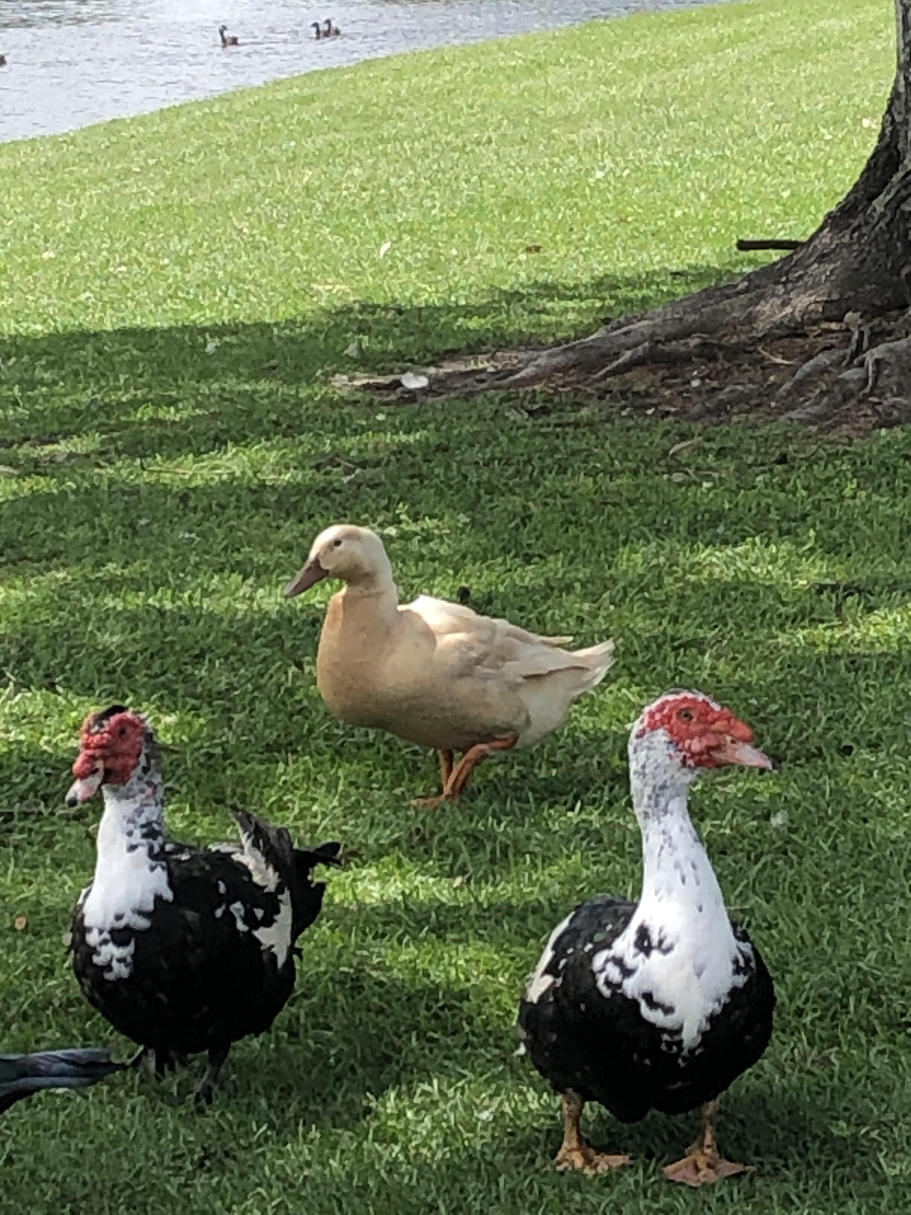 What’s this light brown duck? USA r/whatsthisbird