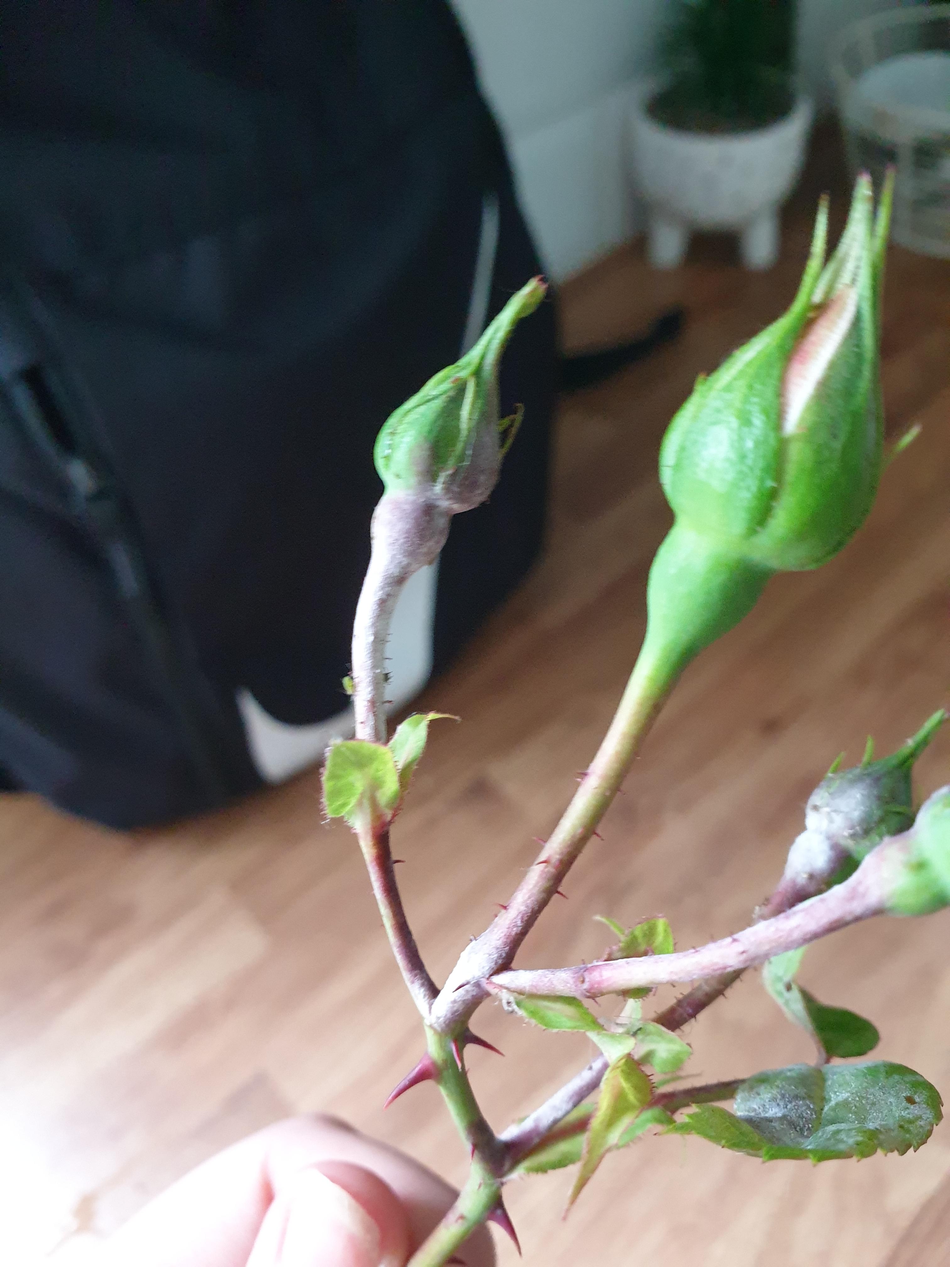What's this white stuff on my rose? Is it problematic? r/plantclinic