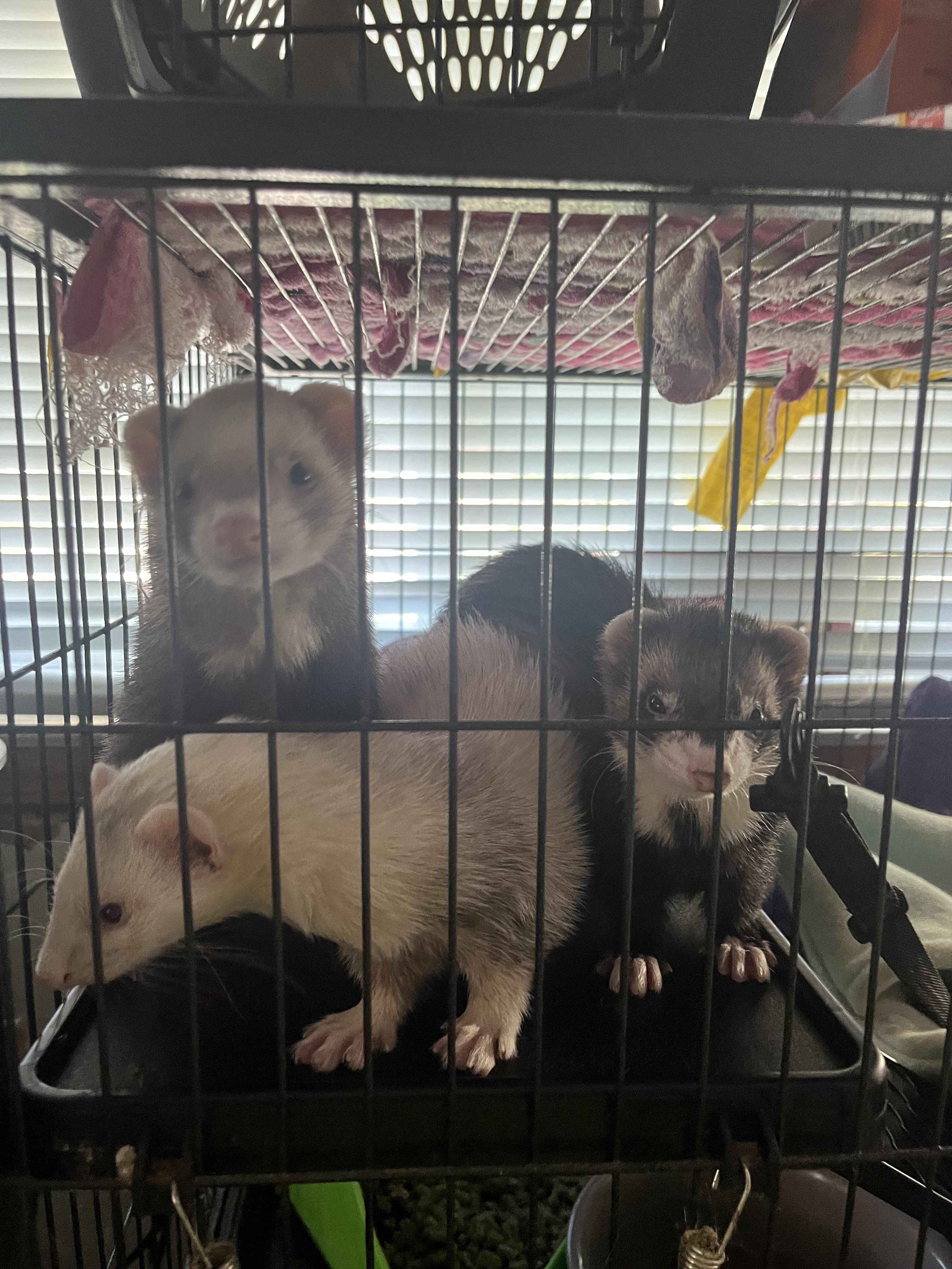 Anyone know any good cat foods for ferrets? I wanna try giving them new