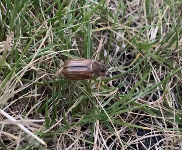 Can anyone tell me what this is? Found 6 on the ground making loud