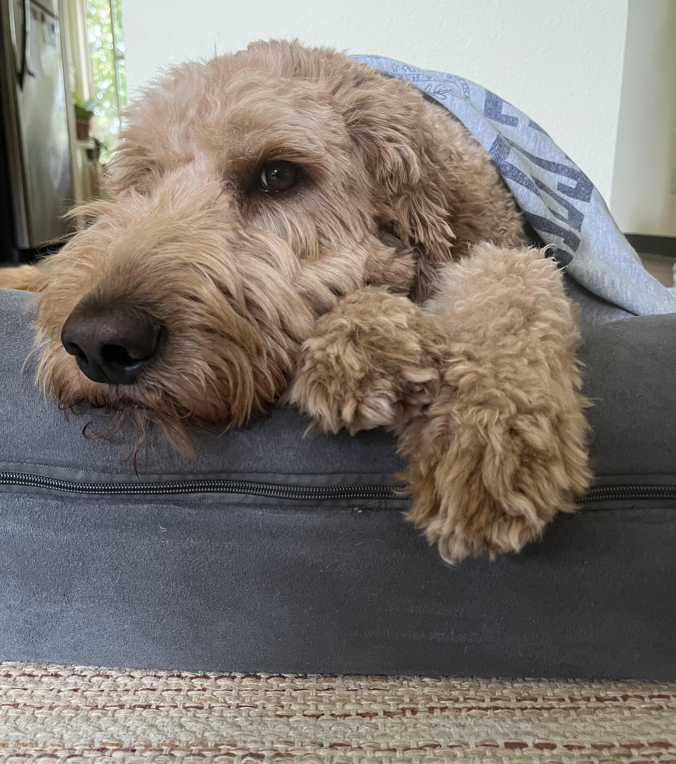 Update kennel cough free! Now instead of sleeping and coughing all day