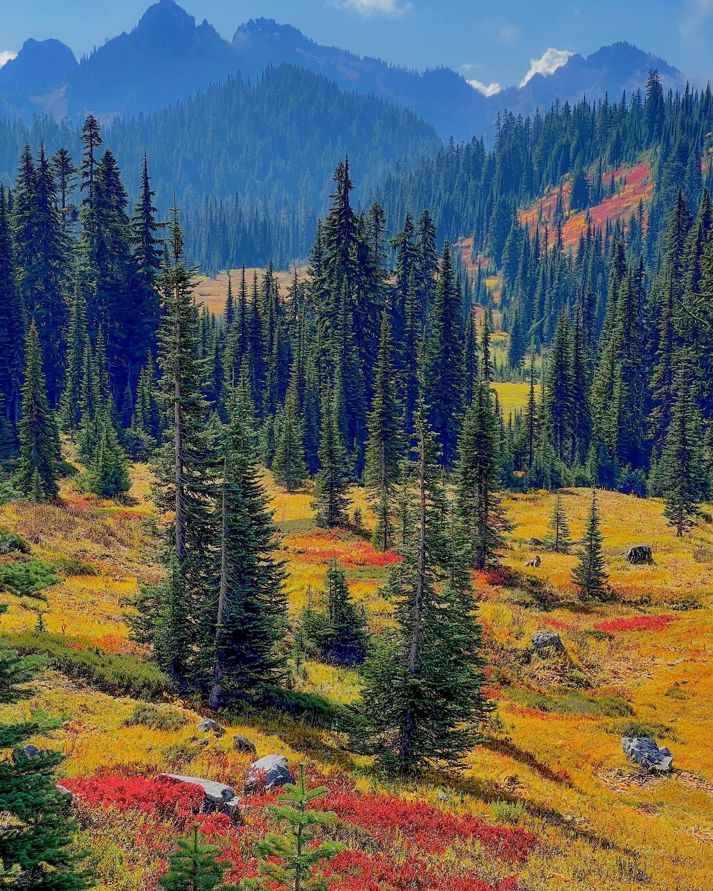 The stunning colors of Autumn at Mount Rainier, WA [OC] 2500x2200 u