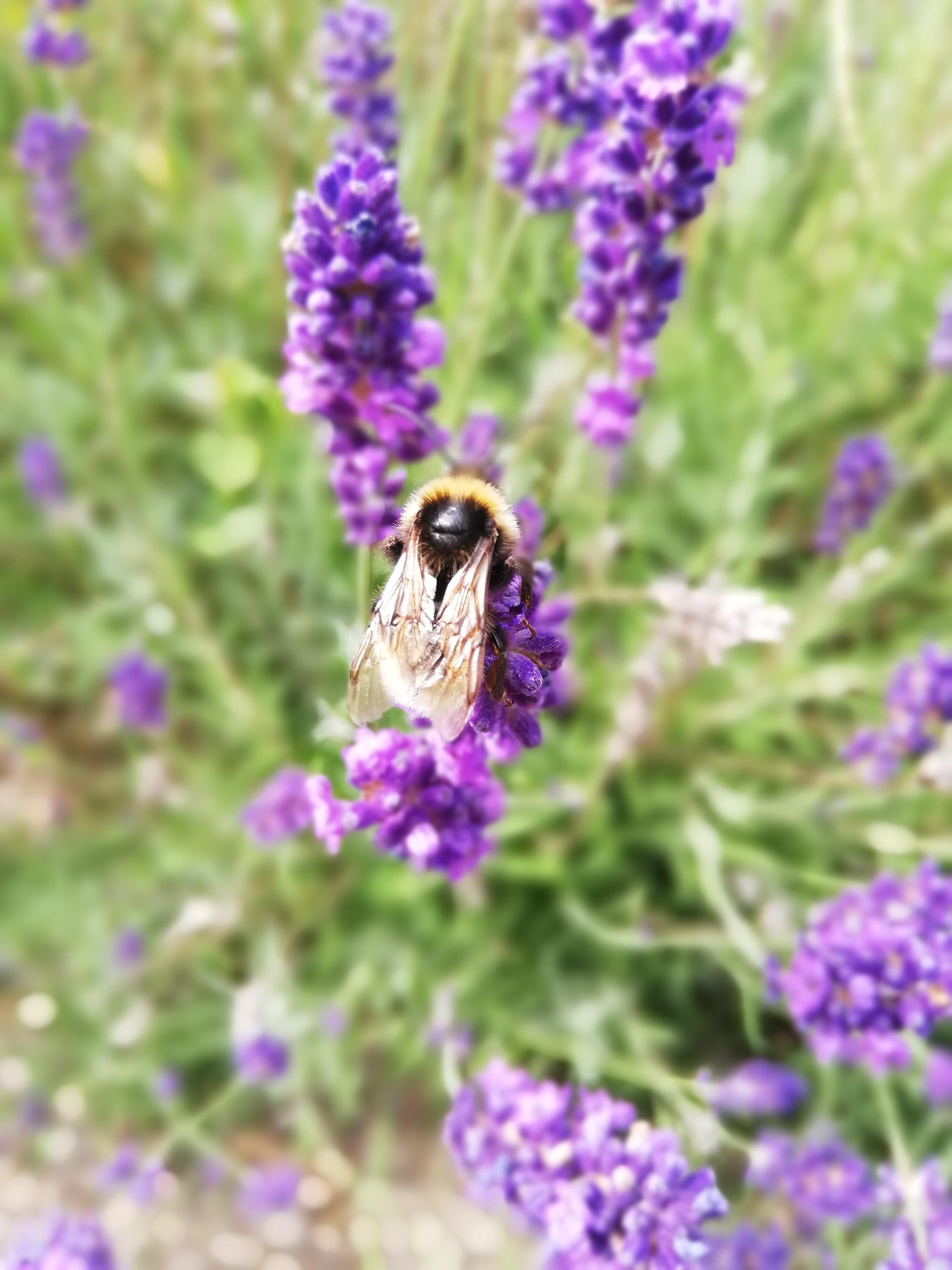 Bee on a lavender plant r/pics