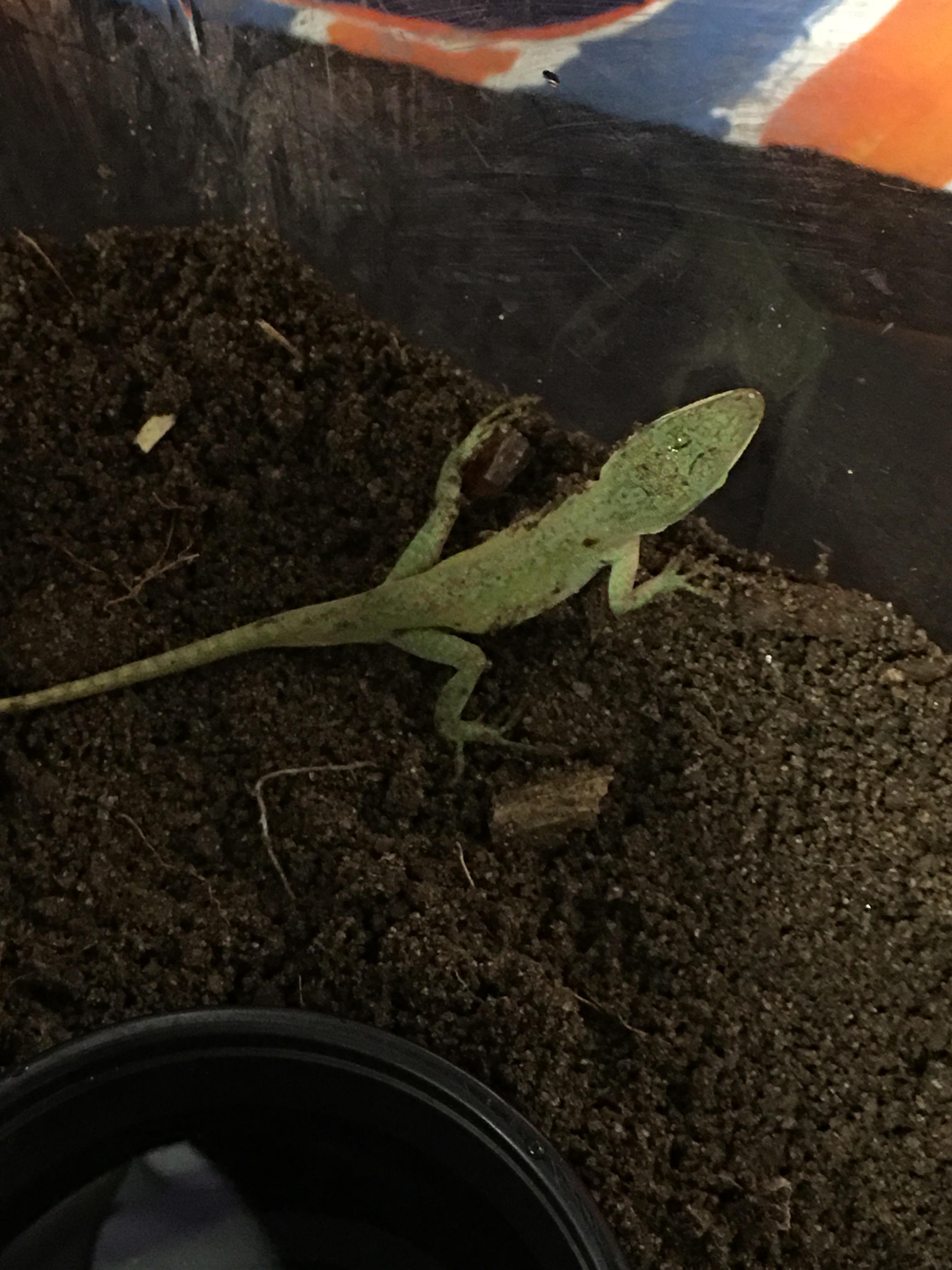 Please make my lizard a meme meme