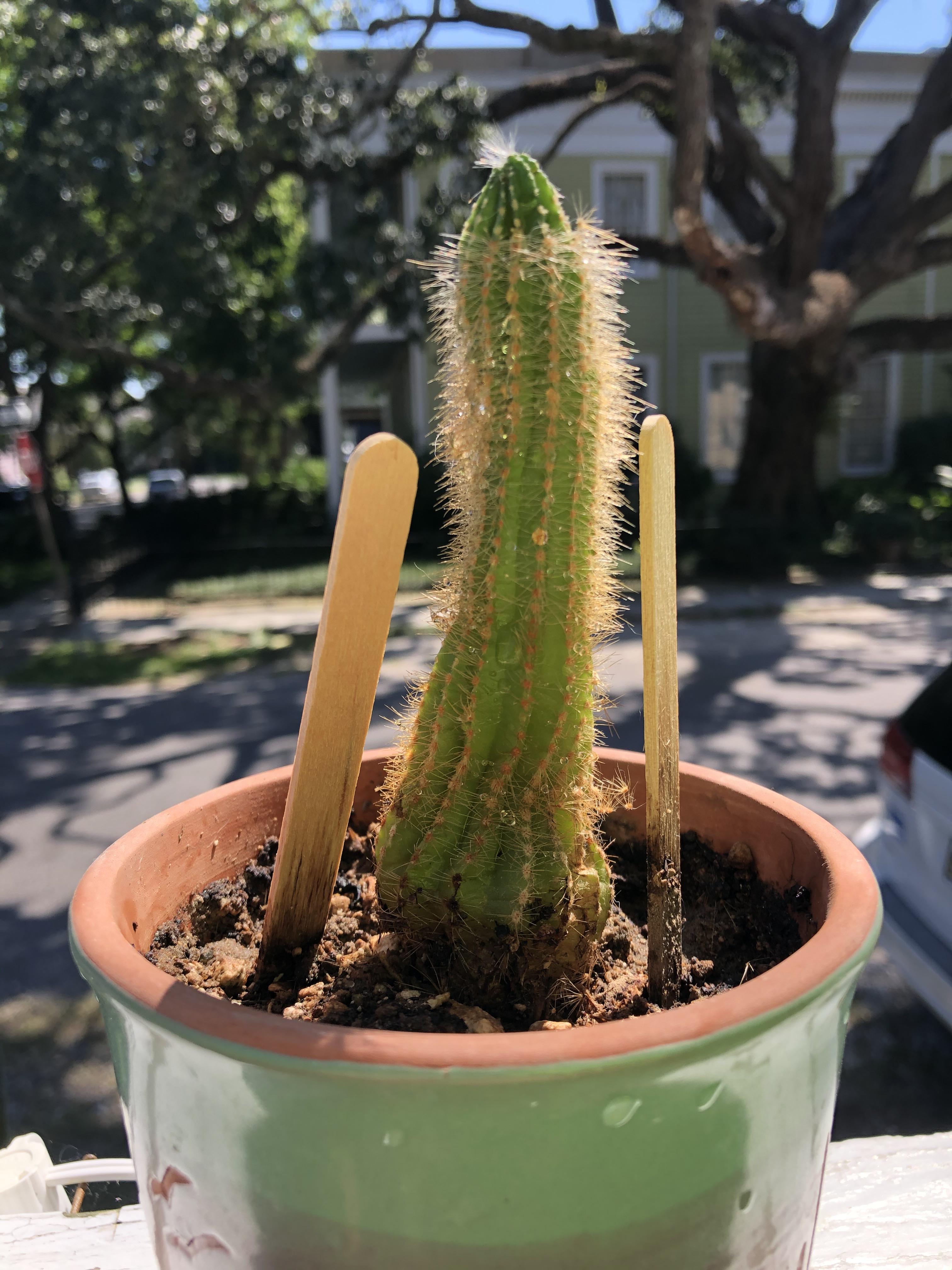 What type of cactus is this? Any tips on getting it back in good shape