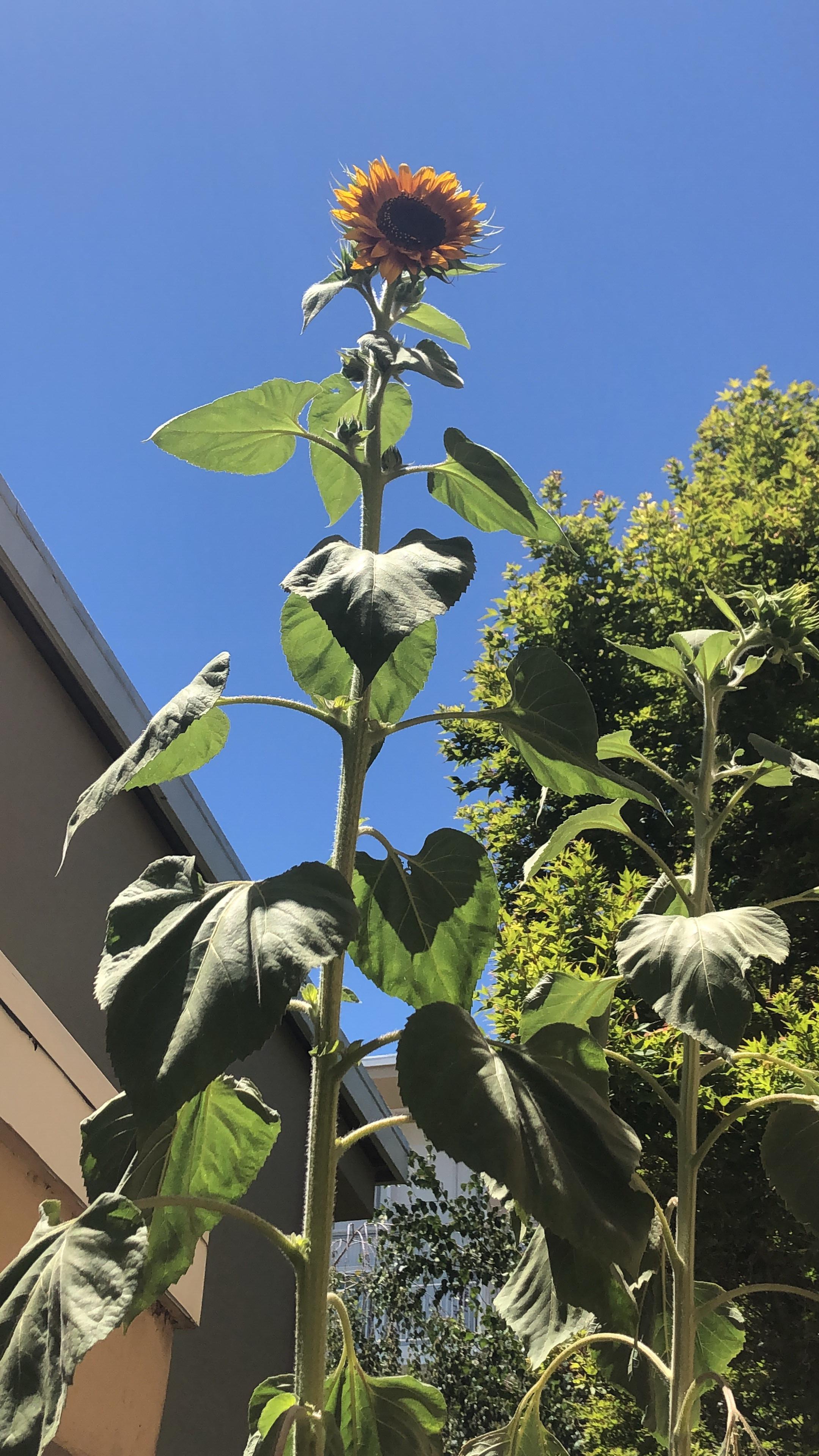 My evening sun sunflower growing in a pot justbloomed r/gardening