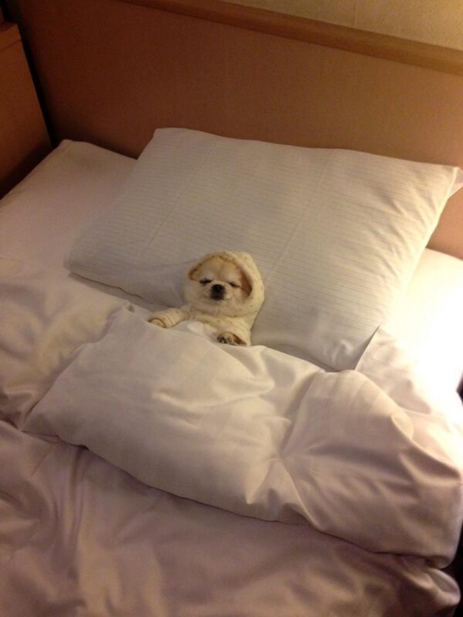PsBattle This dog sleeping in a bed