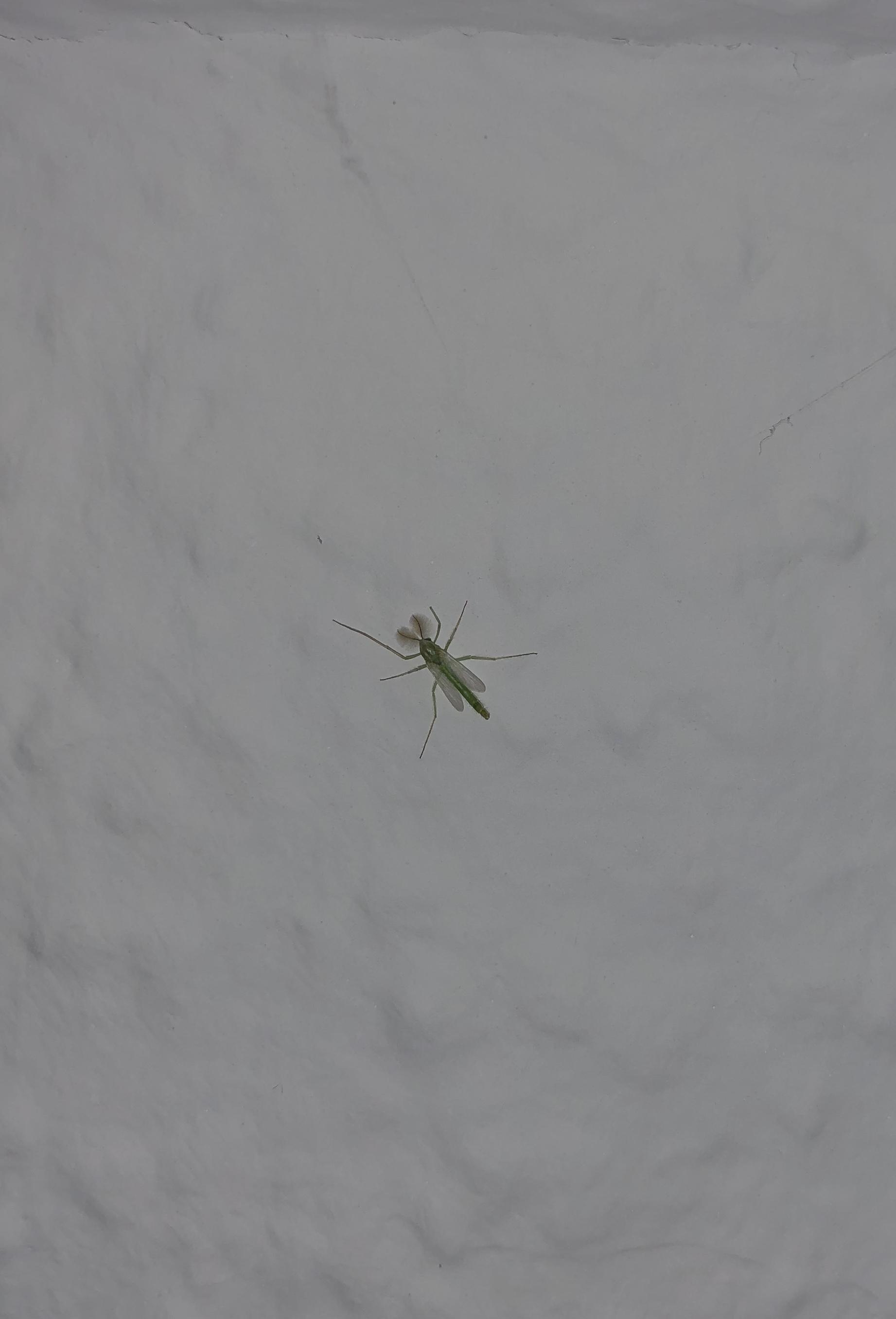 Found several of these little (110mm) green bugs in my room in Germany