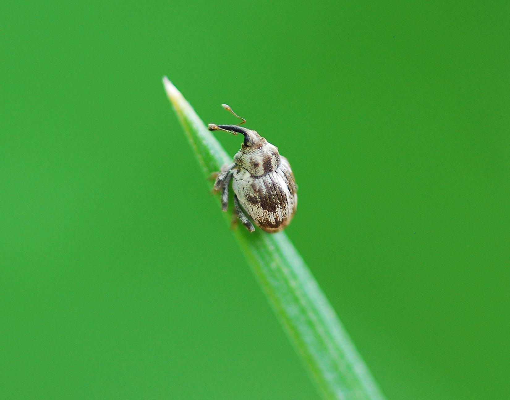 Plump weevil taking a break from eating hops (Cardipennis sulcithorax