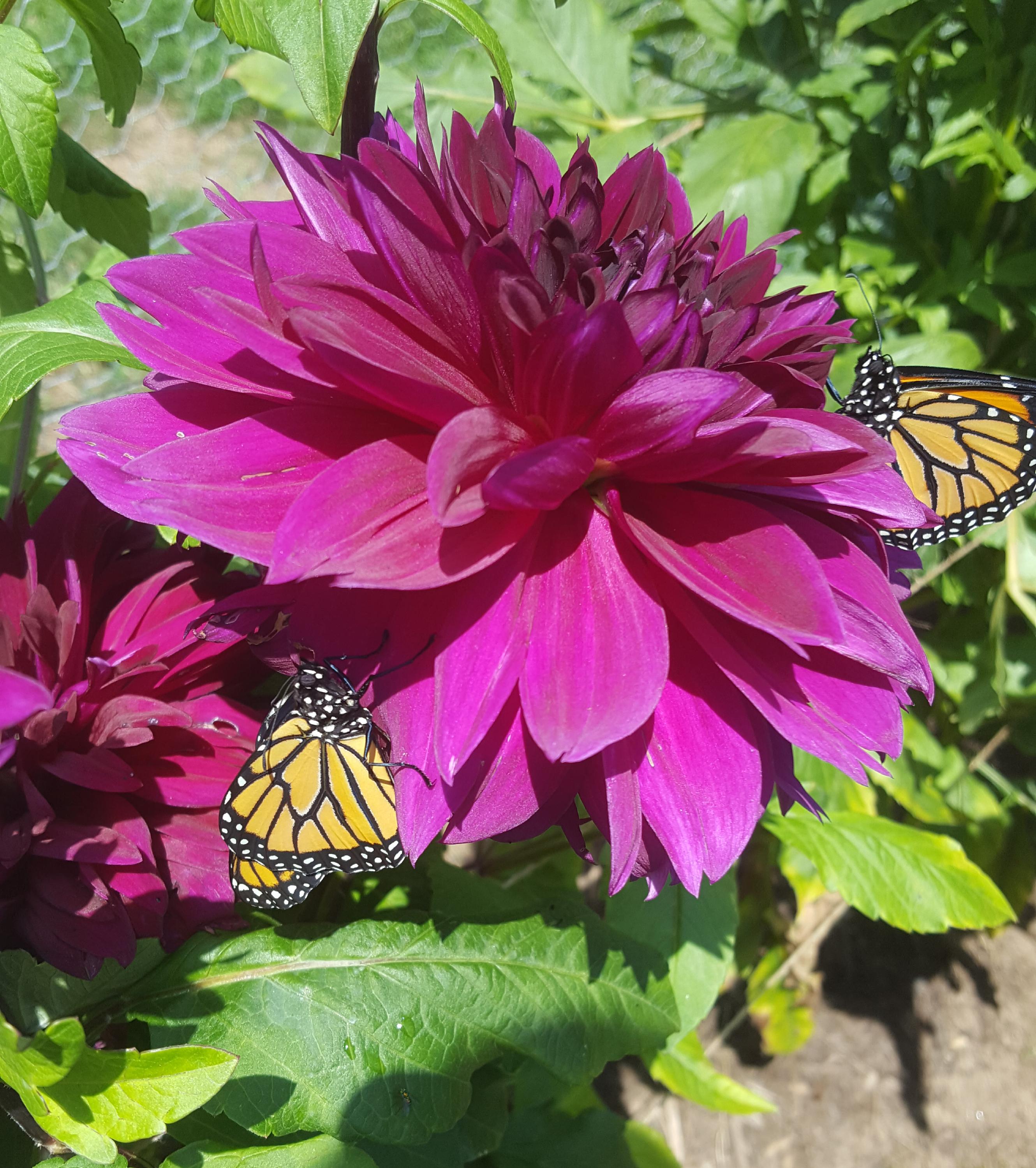 More Butterflies and Dahlias! r/MonarchButterfly