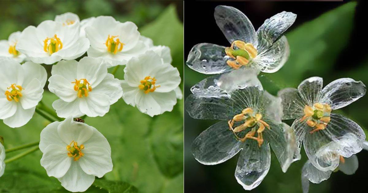 The Skeleton flower is known to turn transparent after a good rain