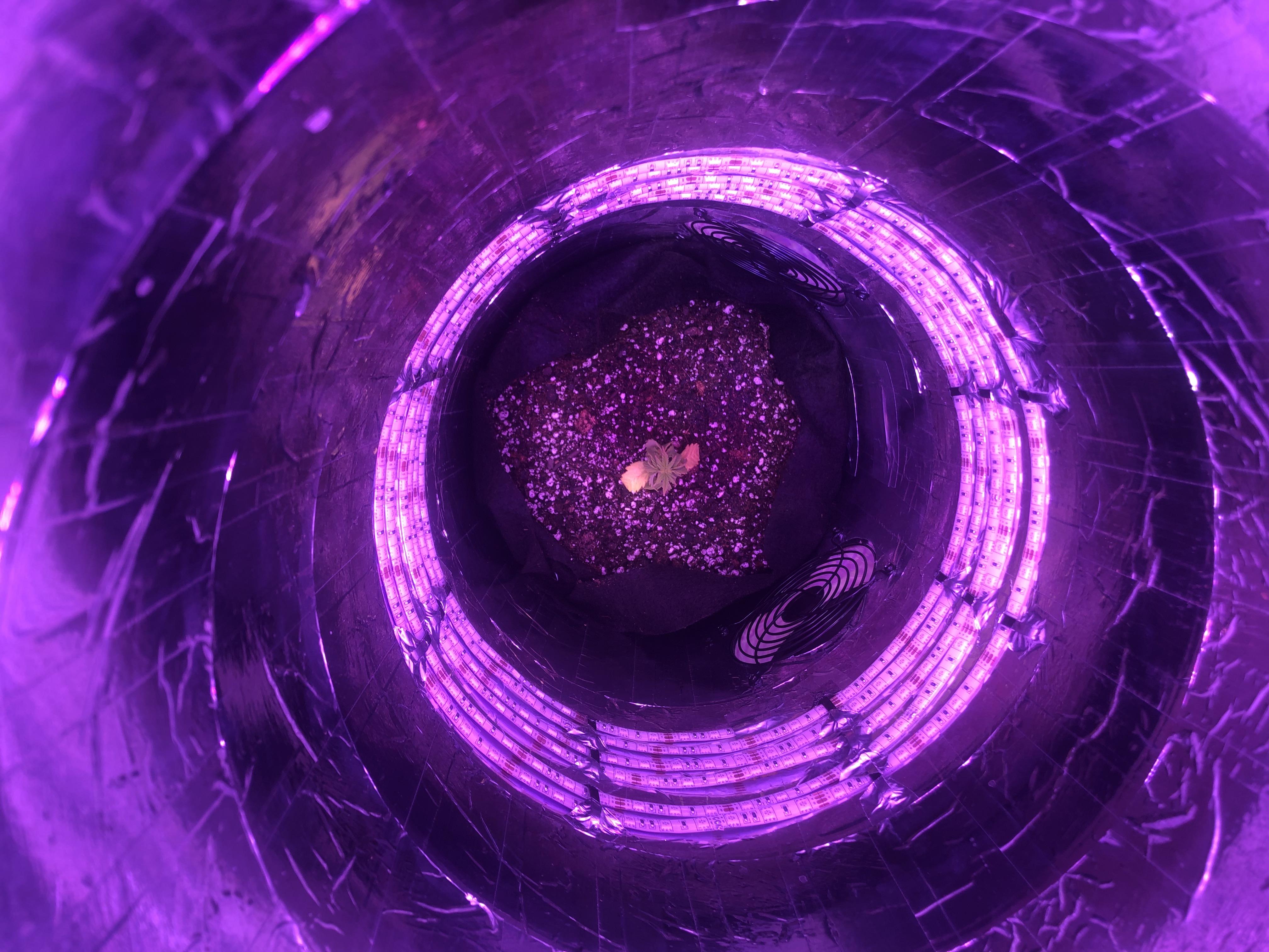 First autoflower grow in space bucket I overwatered and some leaves