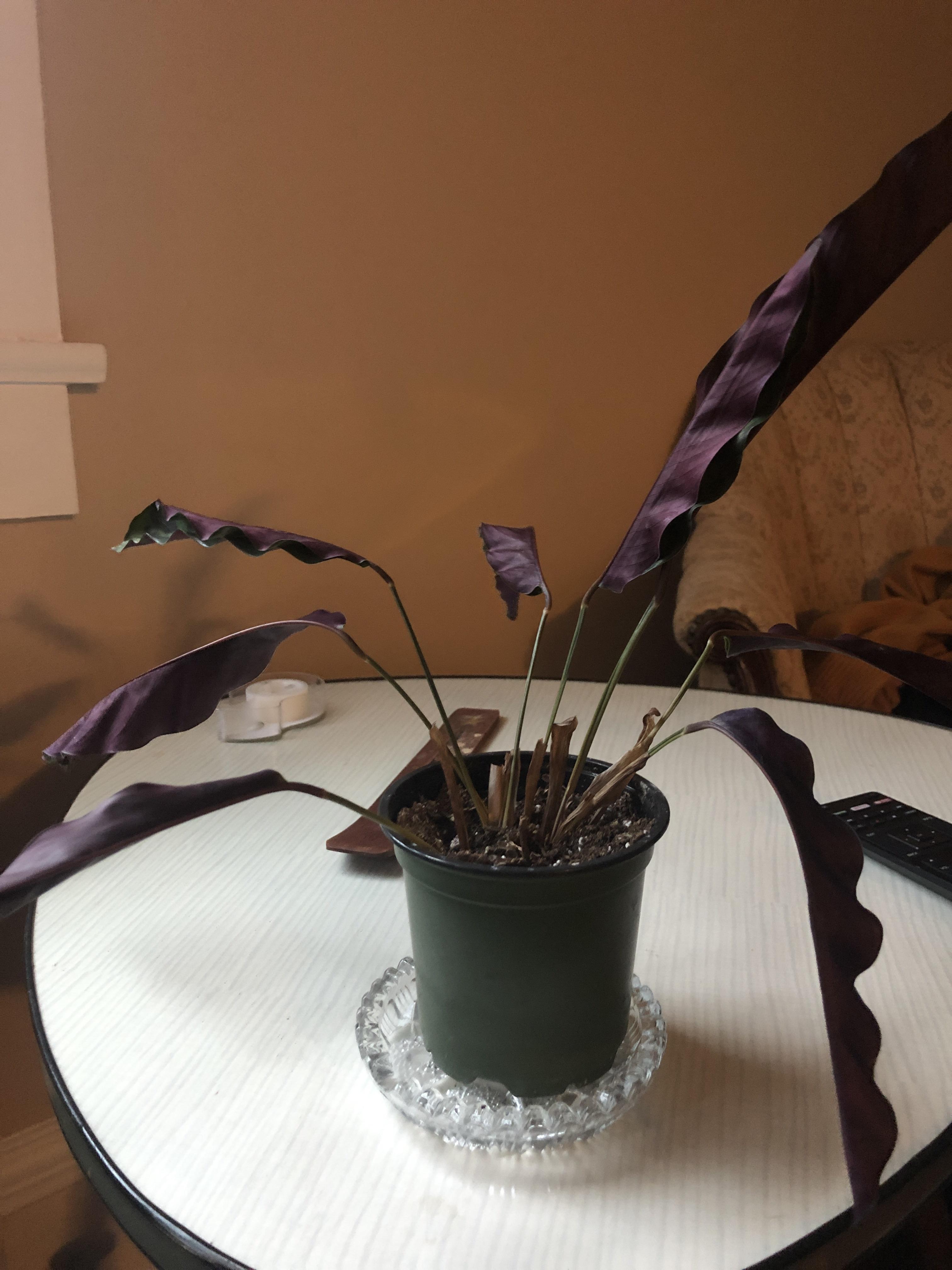 Why is my rattle snake plant wilting? r/plantclinic